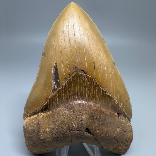 Colorful, serrated 5.30" Fossil Megalodon Tooth - Wilmington North Carolina CM5204 - Front