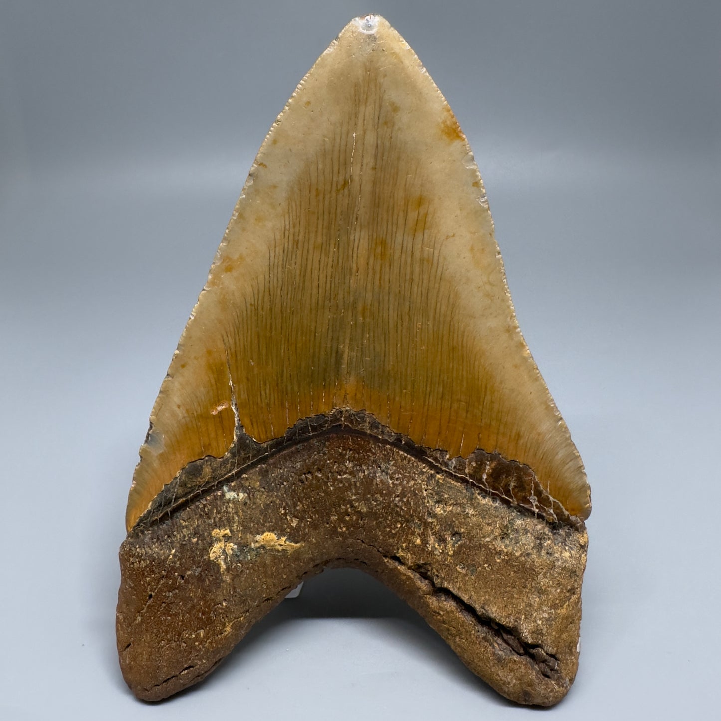 Colorful, serrated 5.30" Fossil Megalodon Tooth - Wilmington North Carolina CM5204 - Back