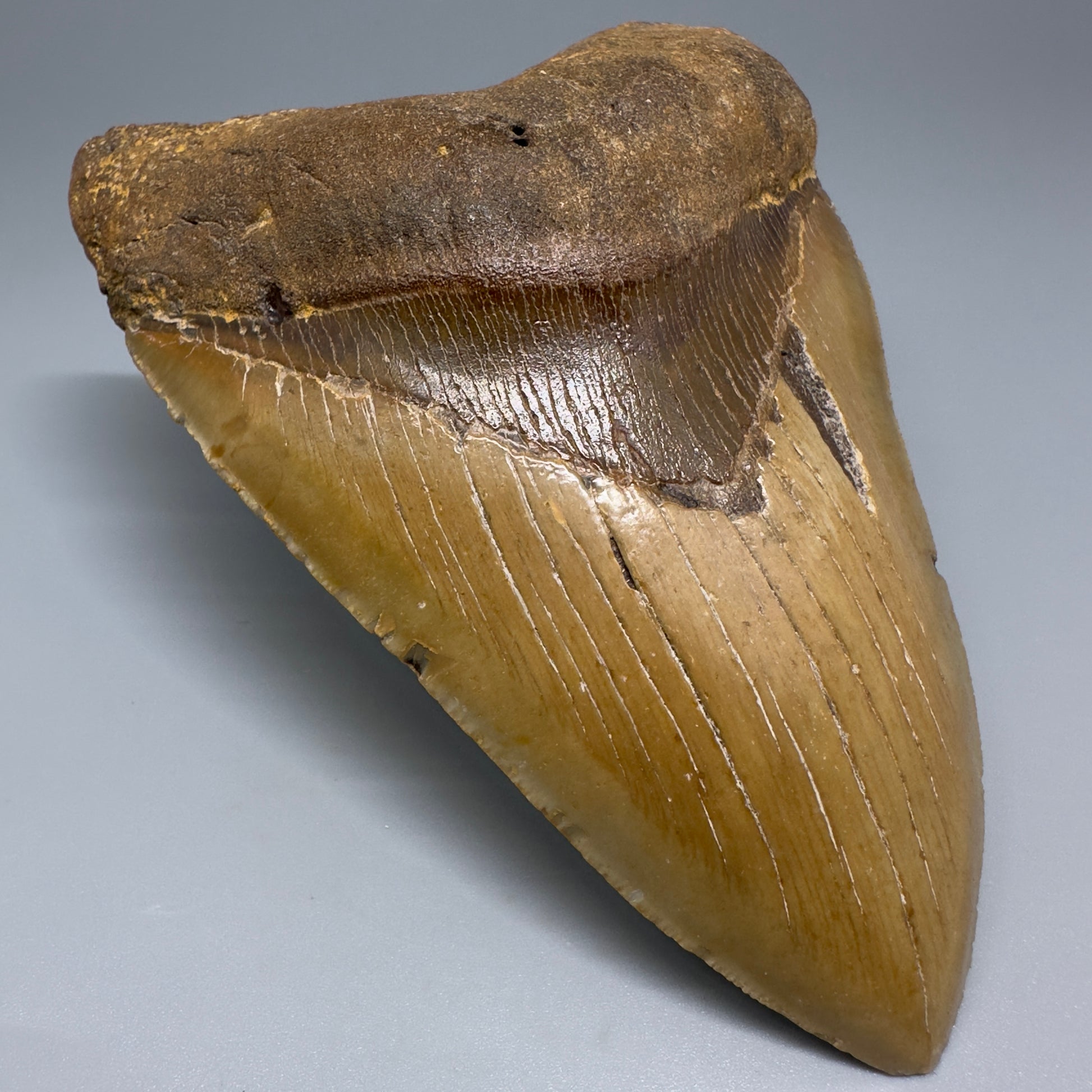 Colorful, serrated 5.30" Fossil Megalodon Tooth - Wilmington North Carolina CM5204 - Front Left