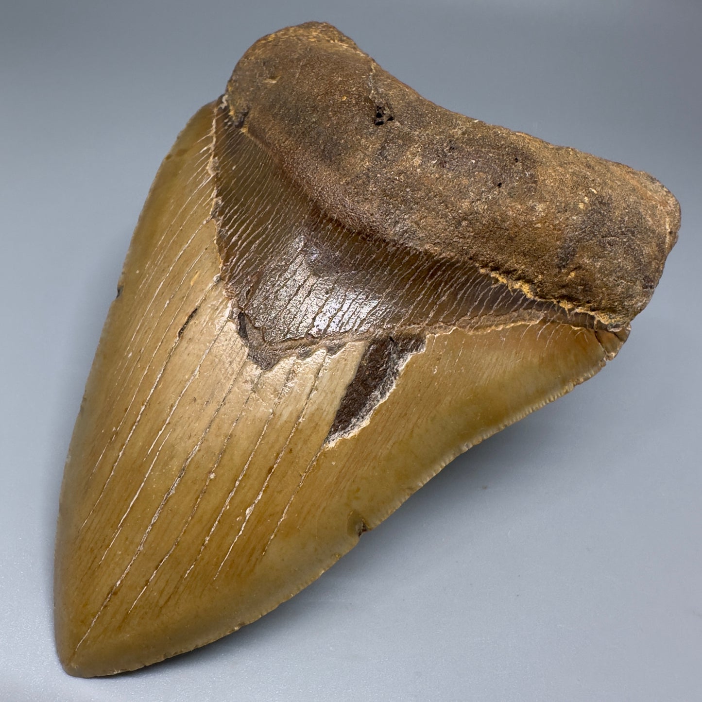 Colorful, serrated 5.30" Fossil Megalodon Tooth - Wilmington North Carolina CM5204 - Front Right