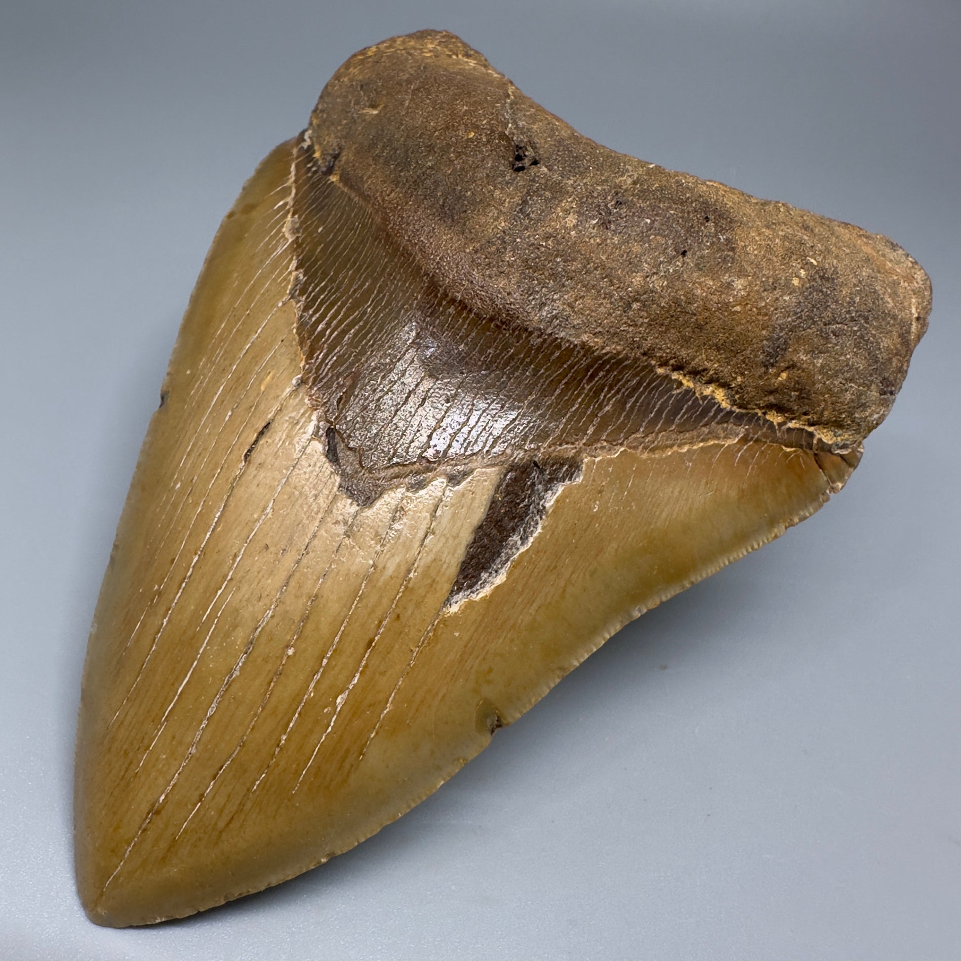 Colorful, serrated 5.30" Fossil Megalodon Tooth - Wilmington North Carolina CM5204 - Front Right