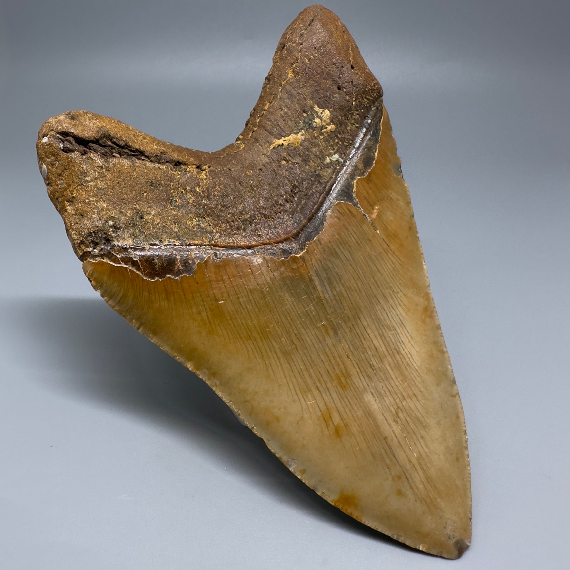 Colorful, serrated 5.30" Fossil Megalodon Tooth - Wilmington North Carolina CM5204 - Back Left