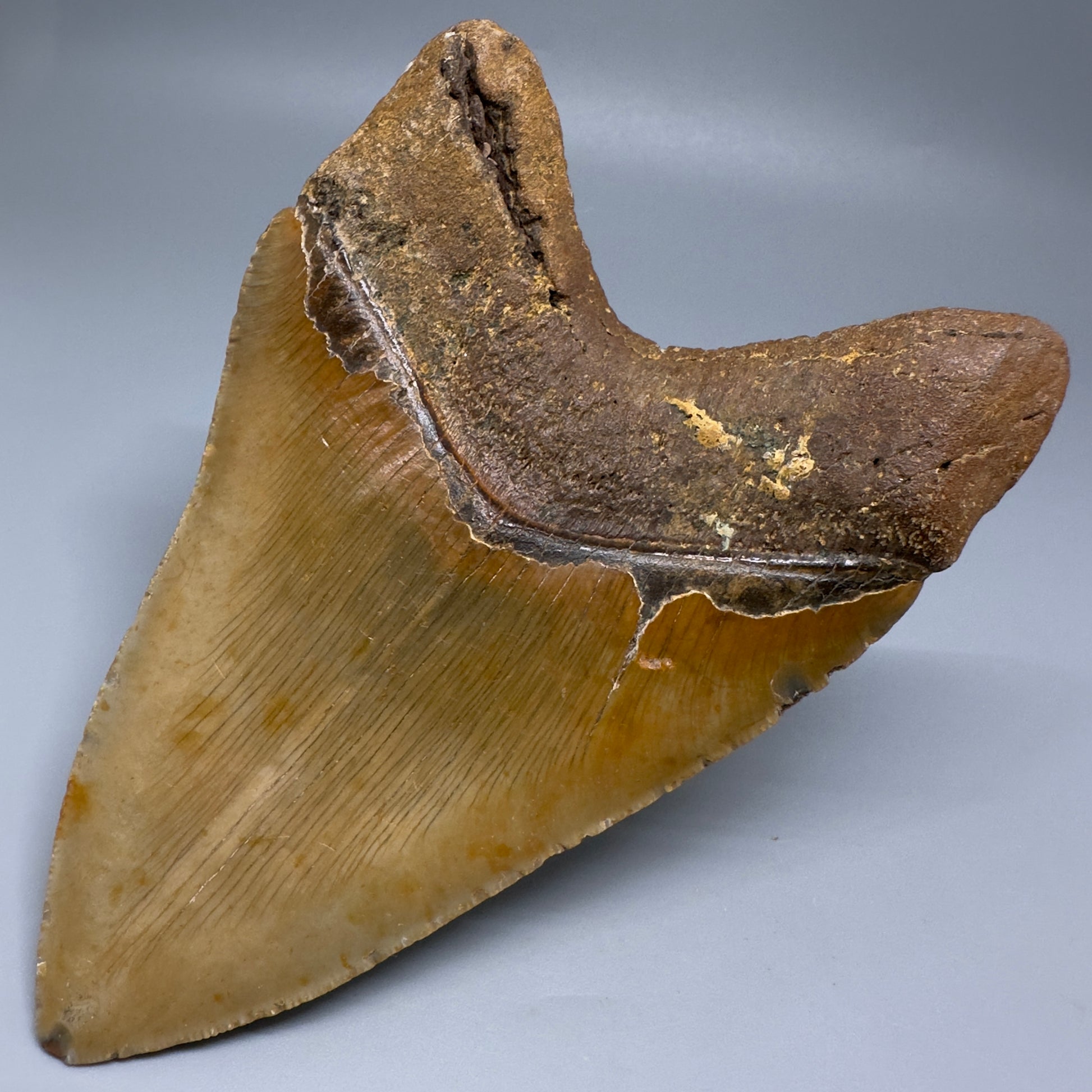 Colorful, serrated 5.30" Fossil Megalodon Tooth - Wilmington North Carolina CM5204 - Back Right