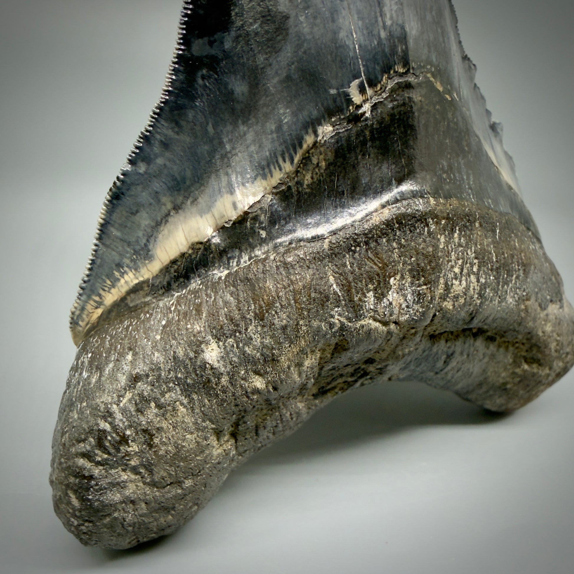 Front Left View Authentic, Collector's quality 5.05″ Colorful Megalodon Tooth – West Java Indonesia CM5487 
