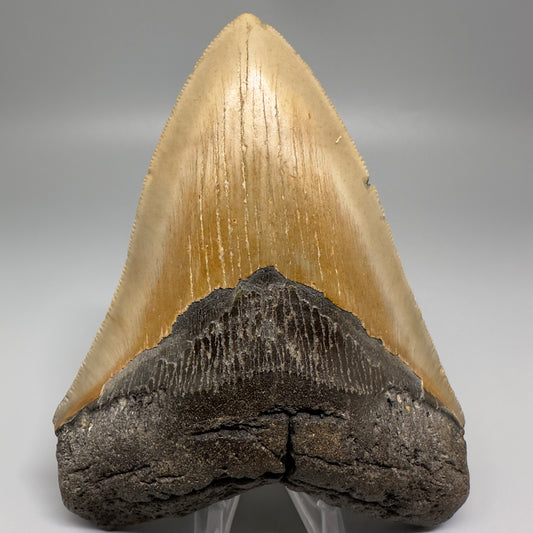 Colorful, serrated 5.20" Fossil Megalodon Tooth - Wilmington North Carolina CM5203 - Front