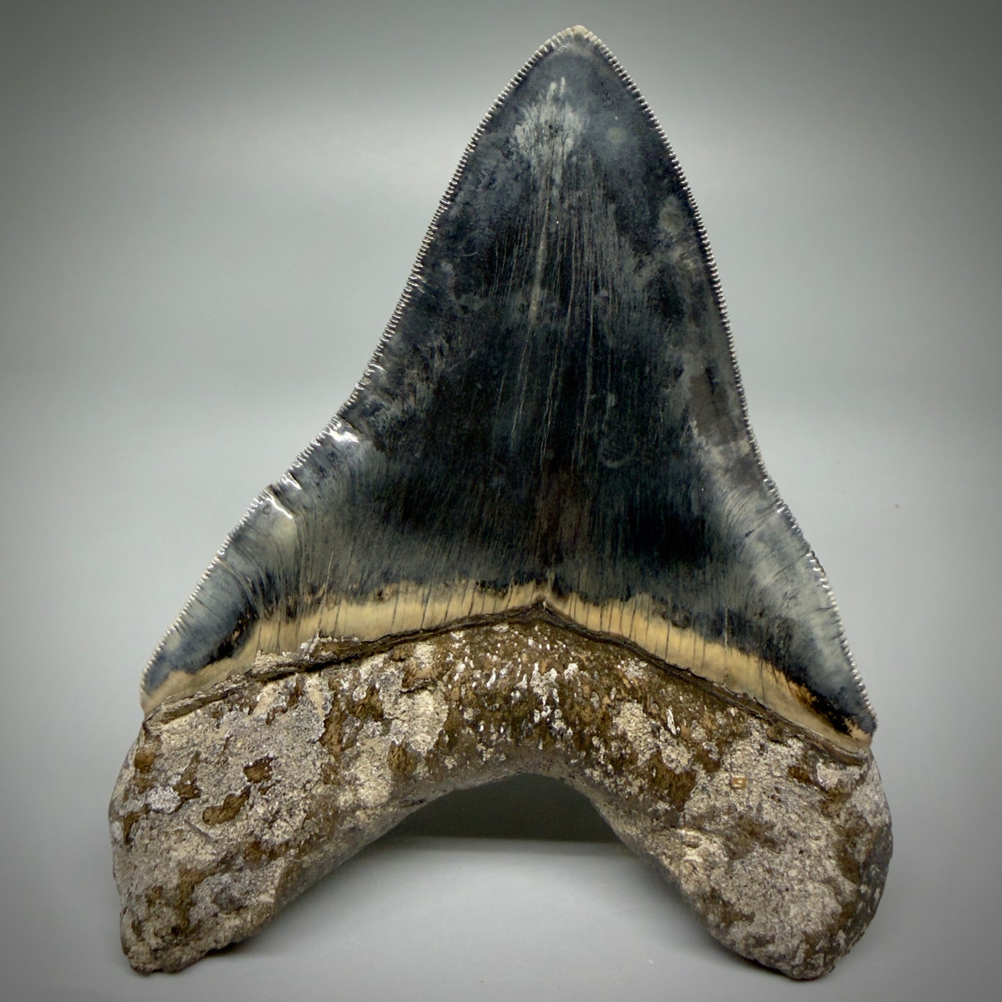 Back View Authentic, Collector's quality 5.05″ Colorful Megalodon Tooth – West Java Indonesia CM5487 