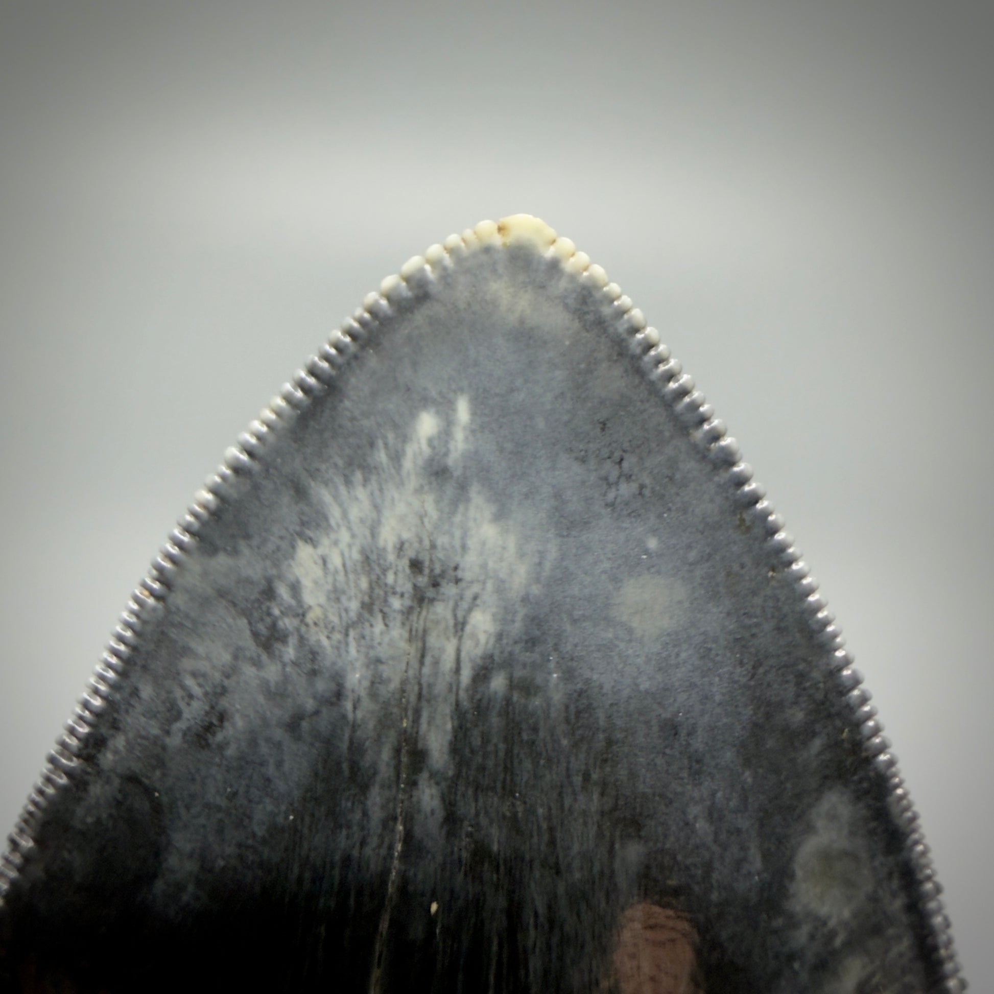 Tip Detail Authentic, Collector's quality 5.05″ Colorful Megalodon Tooth – West Java Indonesia CM5487 - 1