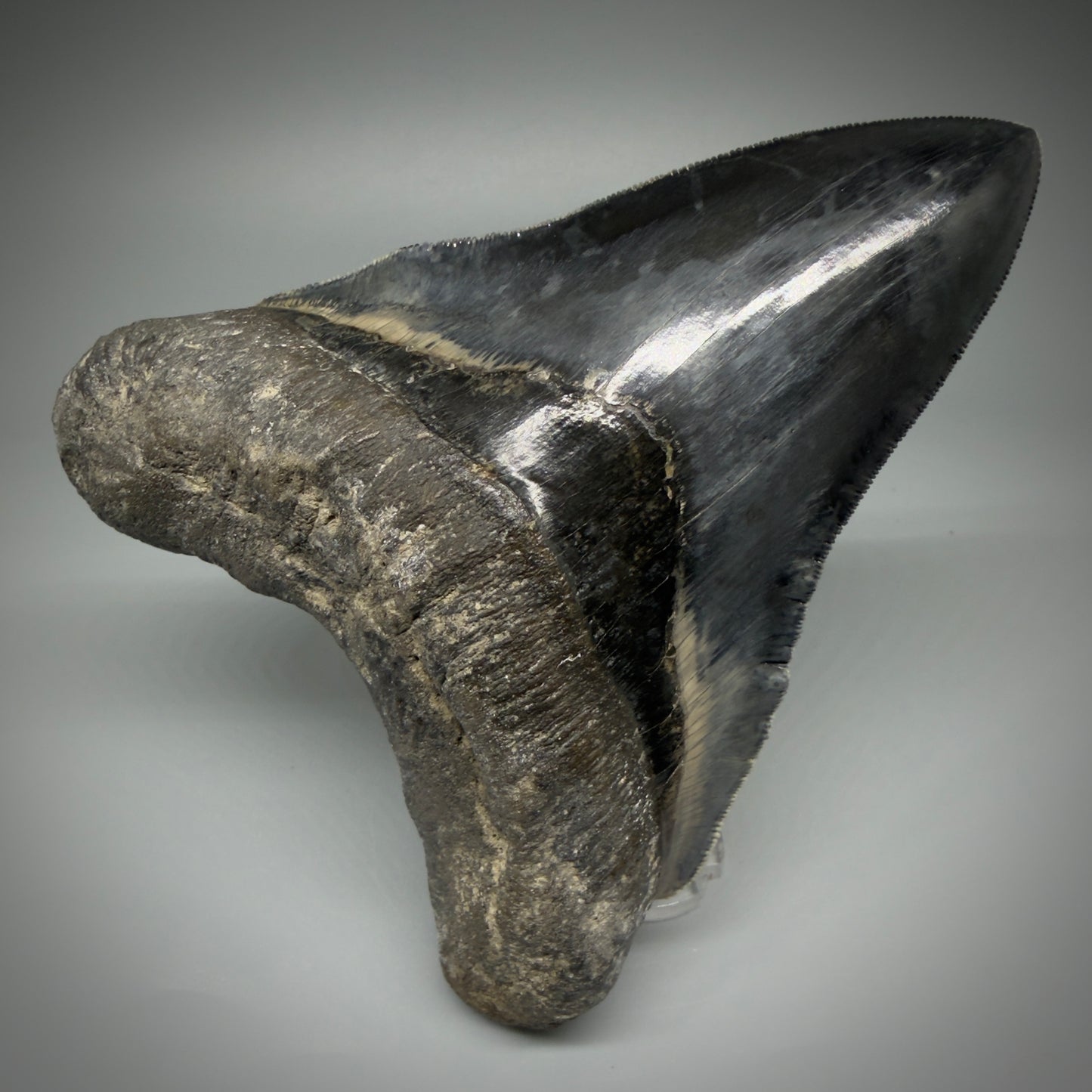 Front View Authentic, Collector's quality 5.05″ Colorful Megalodon Tooth – West Java Indonesia CM5487 - 4