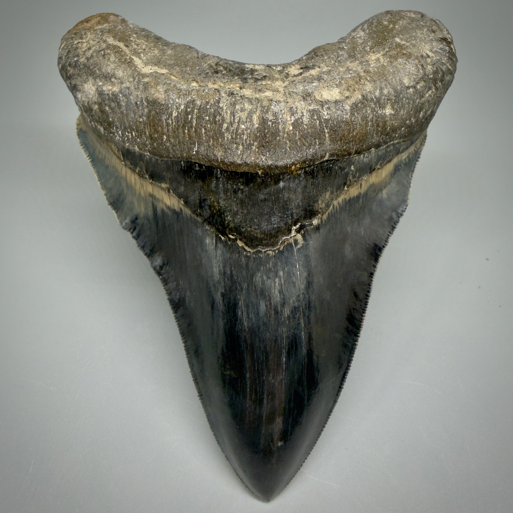 Front View Authentic, Collector's quality 5.05″ Colorful Megalodon Tooth – West Java Indonesia CM5487 - 3