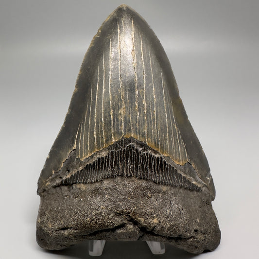 Colorful with great prints 4.86" Fossil Megalodon Tooth - North Carolina CM5202 - Front
