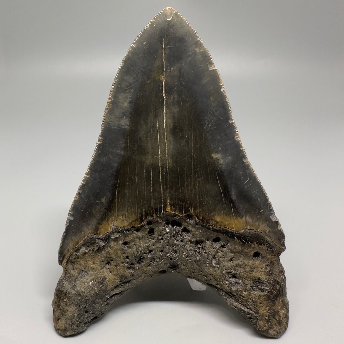 Colorful with great prints 4.86" Fossil Megalodon Tooth - North Carolina CM5202 - Back 