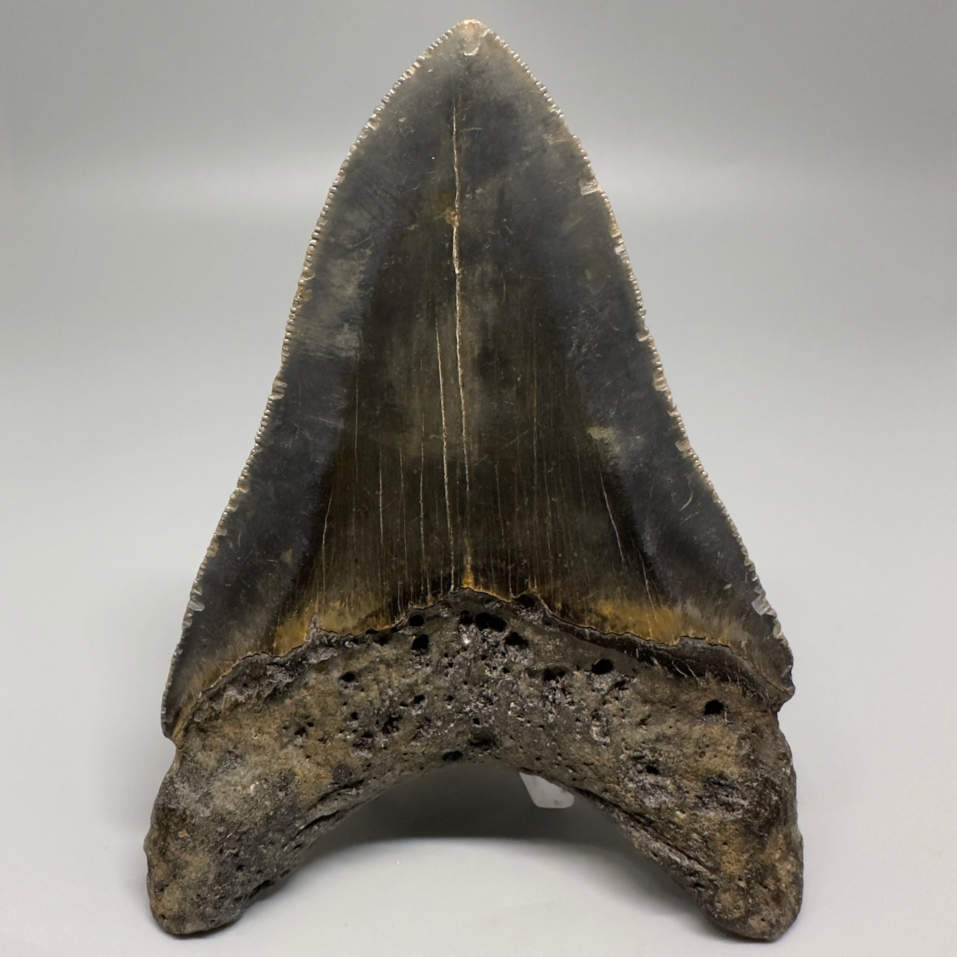 Colorful with great prints 4.86" Fossil Megalodon Tooth - North Carolina CM5202 - Back 