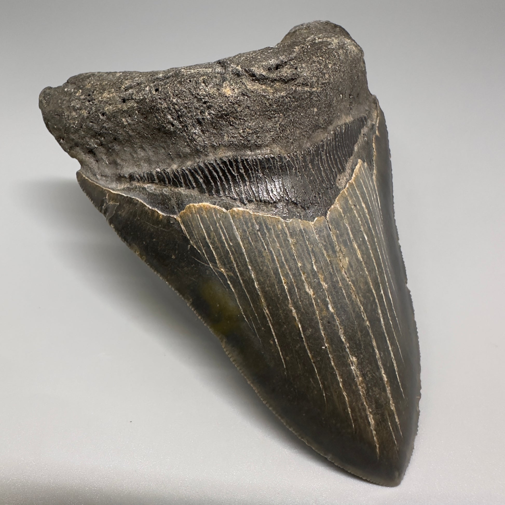 Colorful with great prints 4.86" Fossil Megalodon Tooth - North Carolina CM5202 - Front Left