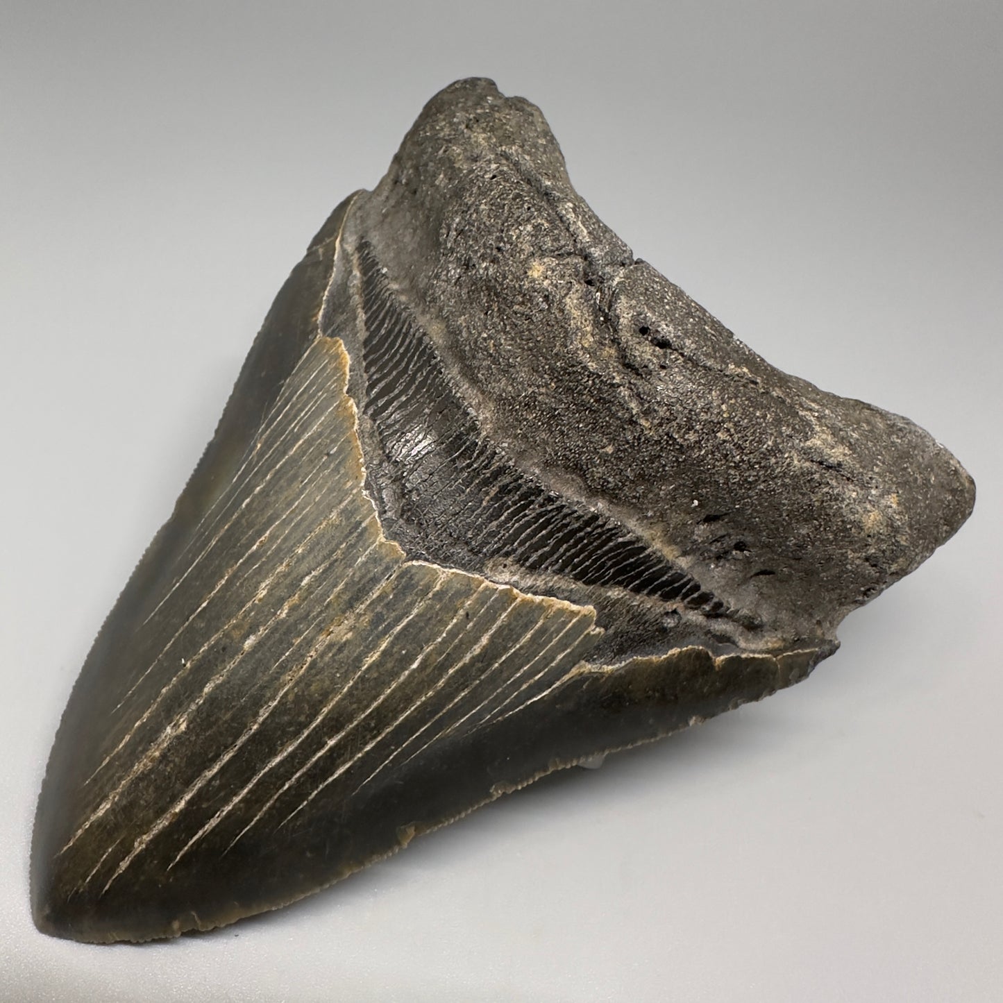 Colorful with great prints 4.86" Fossil Megalodon Tooth - North Carolina