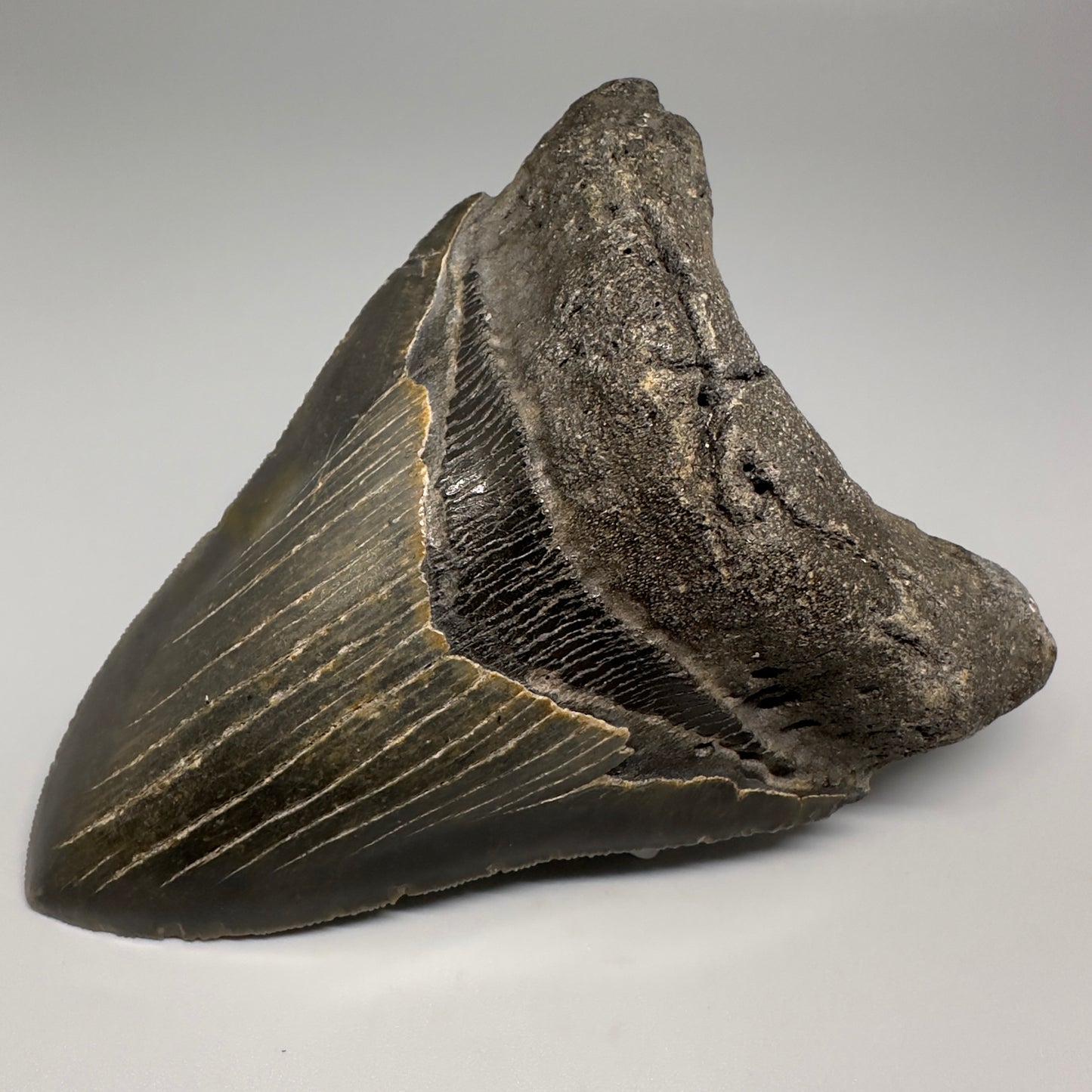 Colorful with great prints 4.86" Fossil Megalodon Tooth - North Carolina CM5202 - Front Right