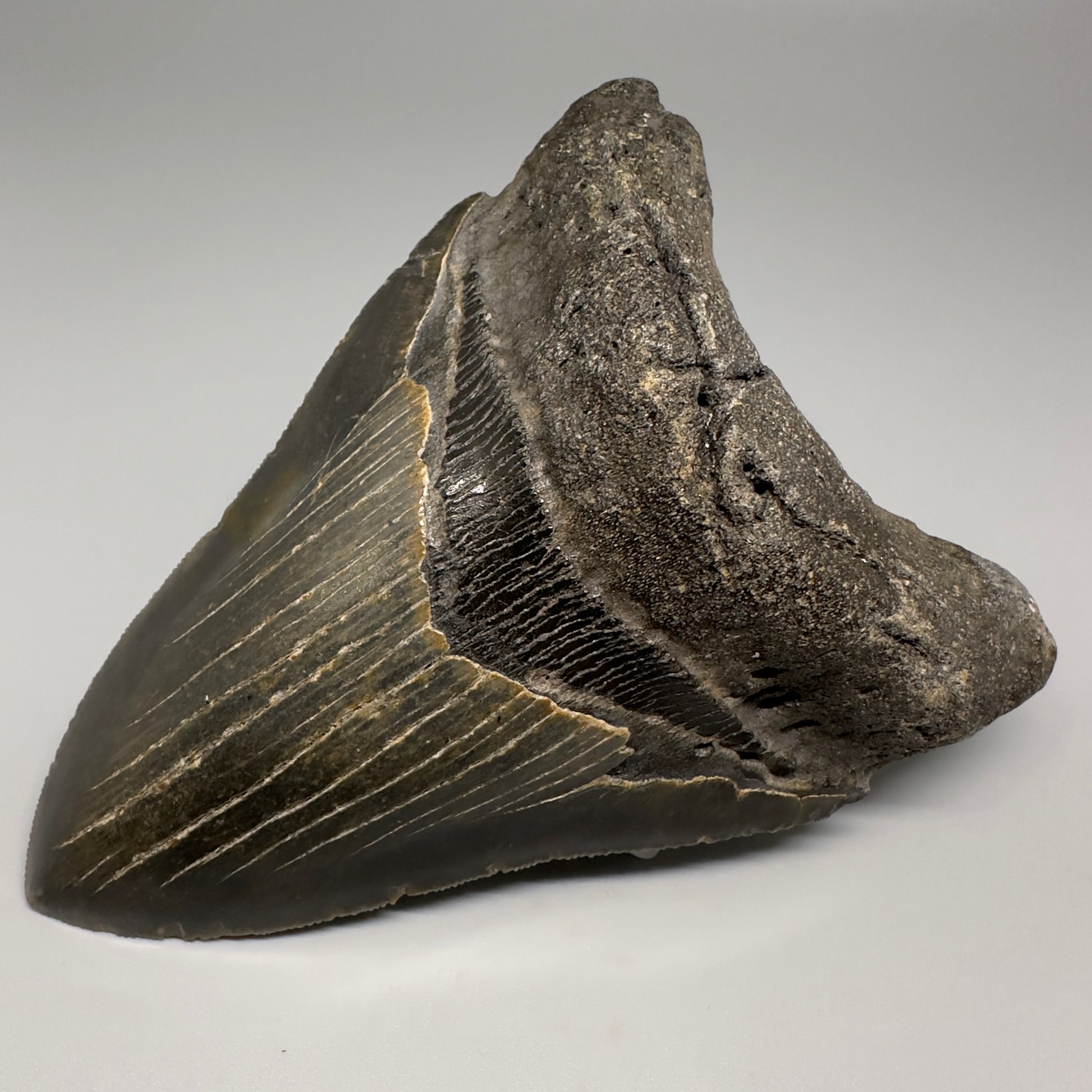 Colorful with great prints 4.86" Fossil Megalodon Tooth - North Carolina CM5202 - Front Right