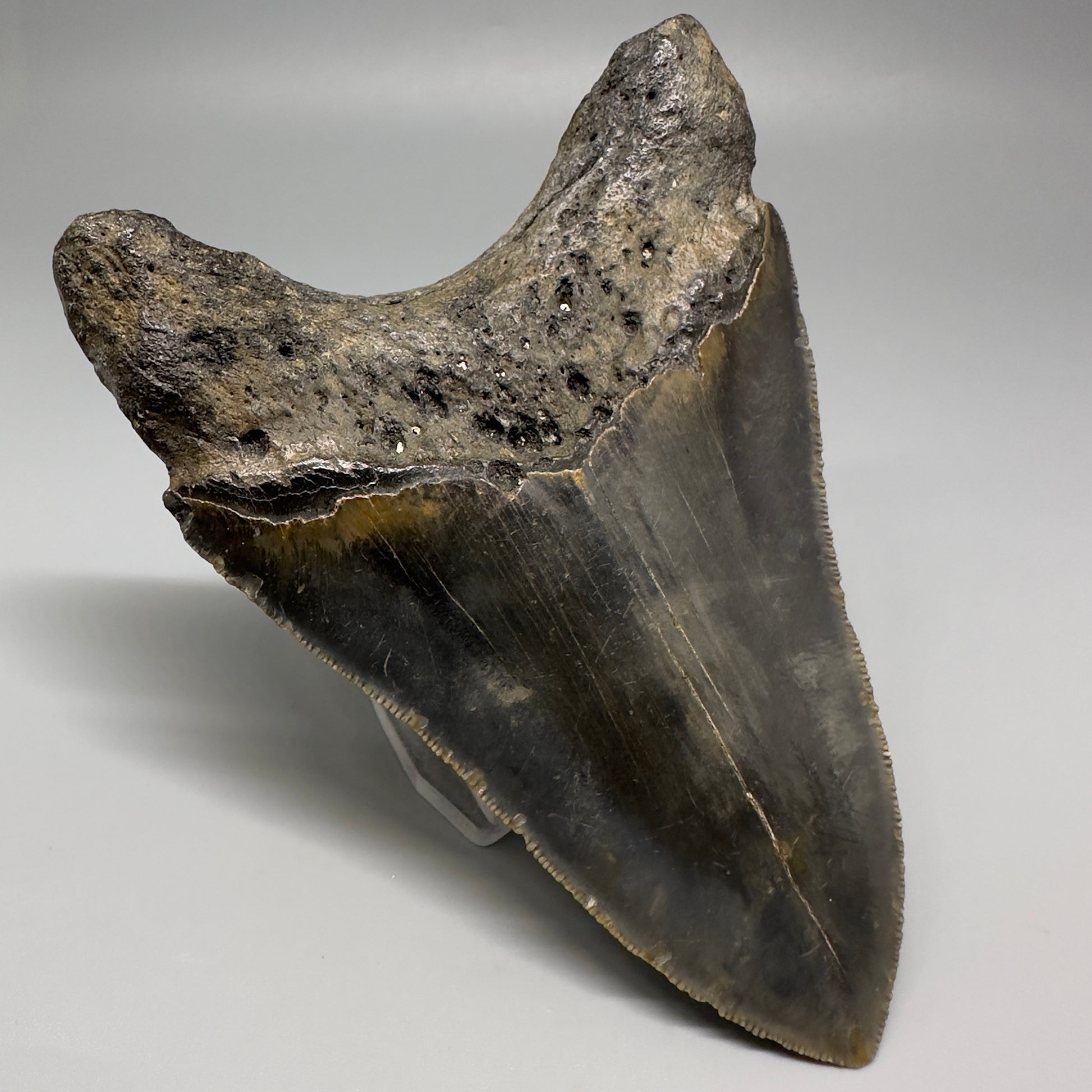 Colorful with great prints 4.86" Fossil Megalodon Tooth - North Carolina CM5202 - Back Left