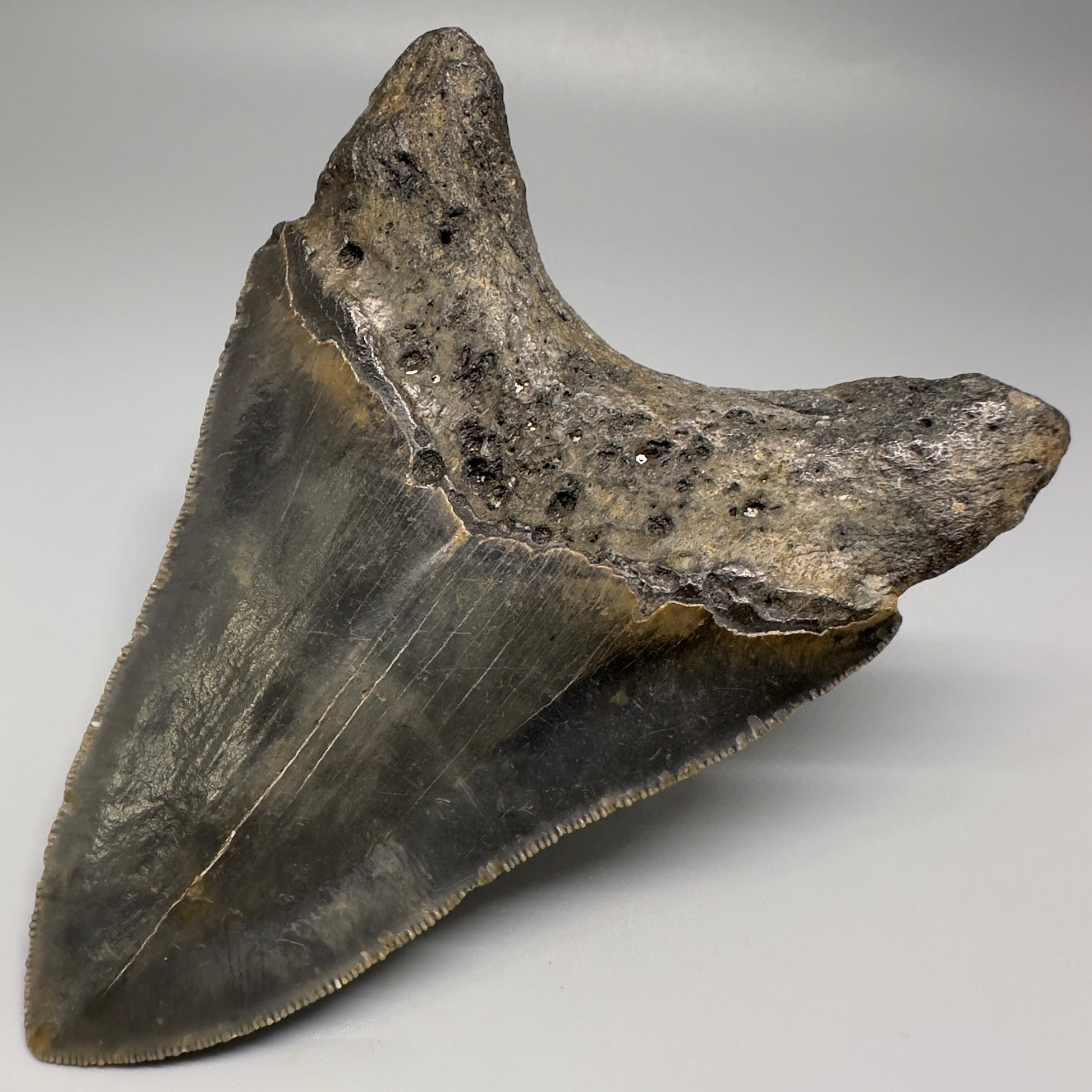 Colorful with great prints 4.86" Fossil Megalodon Tooth - North Carolina CM5202 - Back Right