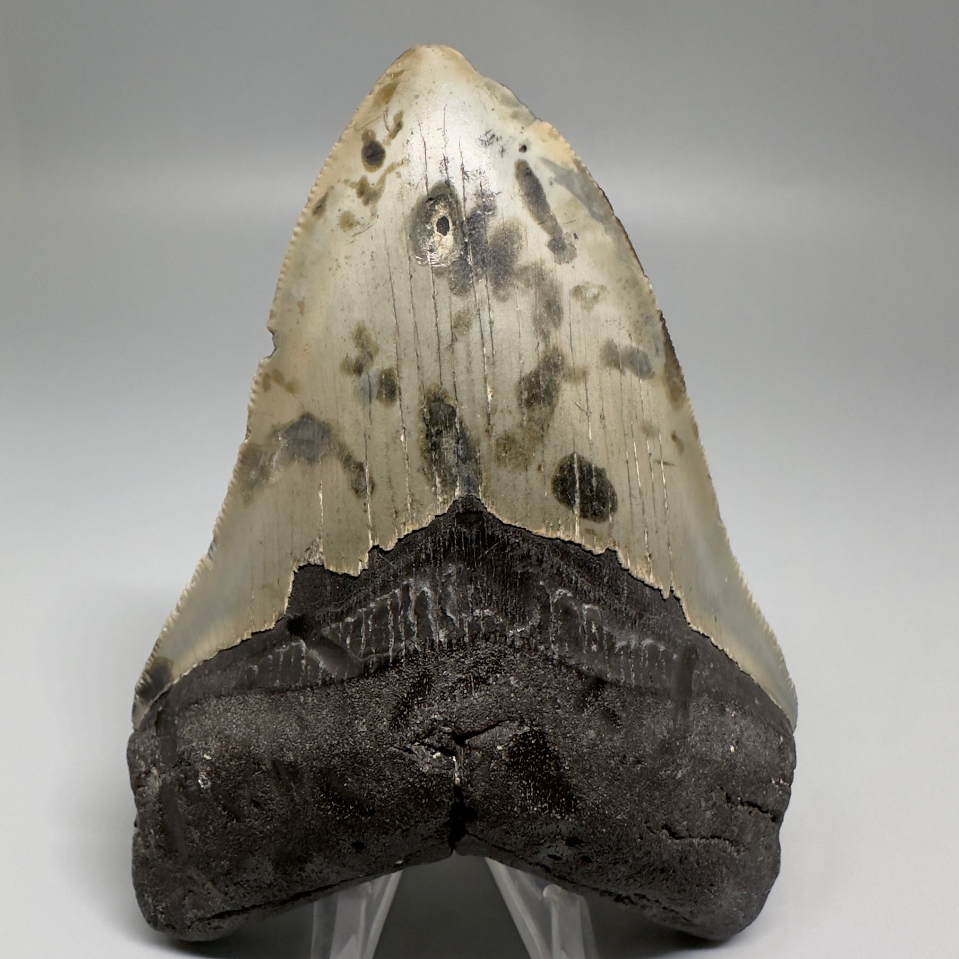 Colorful, decently serrated 4.74" Fossil Megalodon Tooth - North Carolina CM5201 - Front