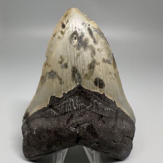 Colorful, decently serrated 4.74" Fossil Megalodon Tooth - North Carolina CM5201 - Front