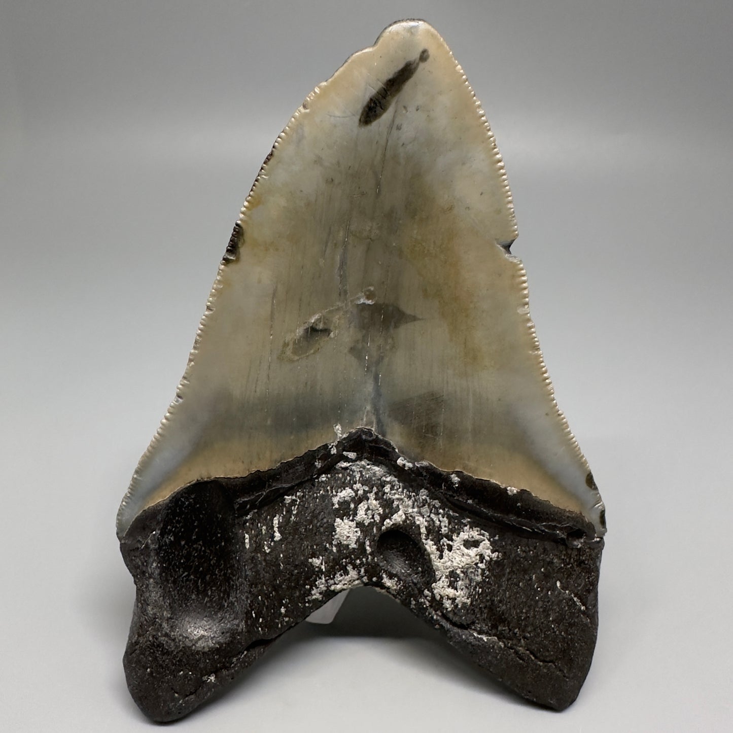 Colorful, decently serrated 4.74" Fossil Megalodon Tooth - North Carolina CM5201 - Back 