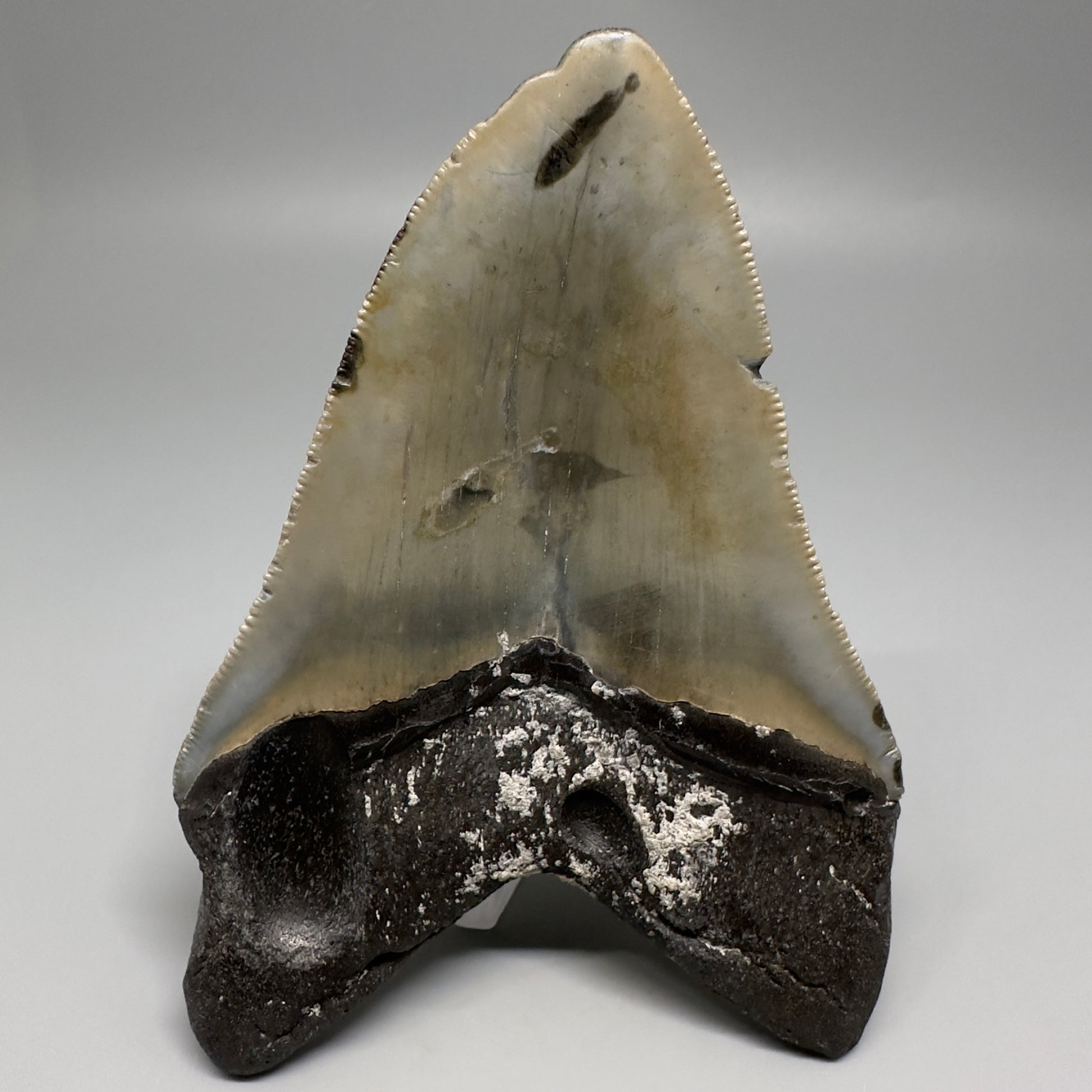 Colorful, decently serrated 4.74" Fossil Megalodon Tooth - North Carolina CM5201 - Back 