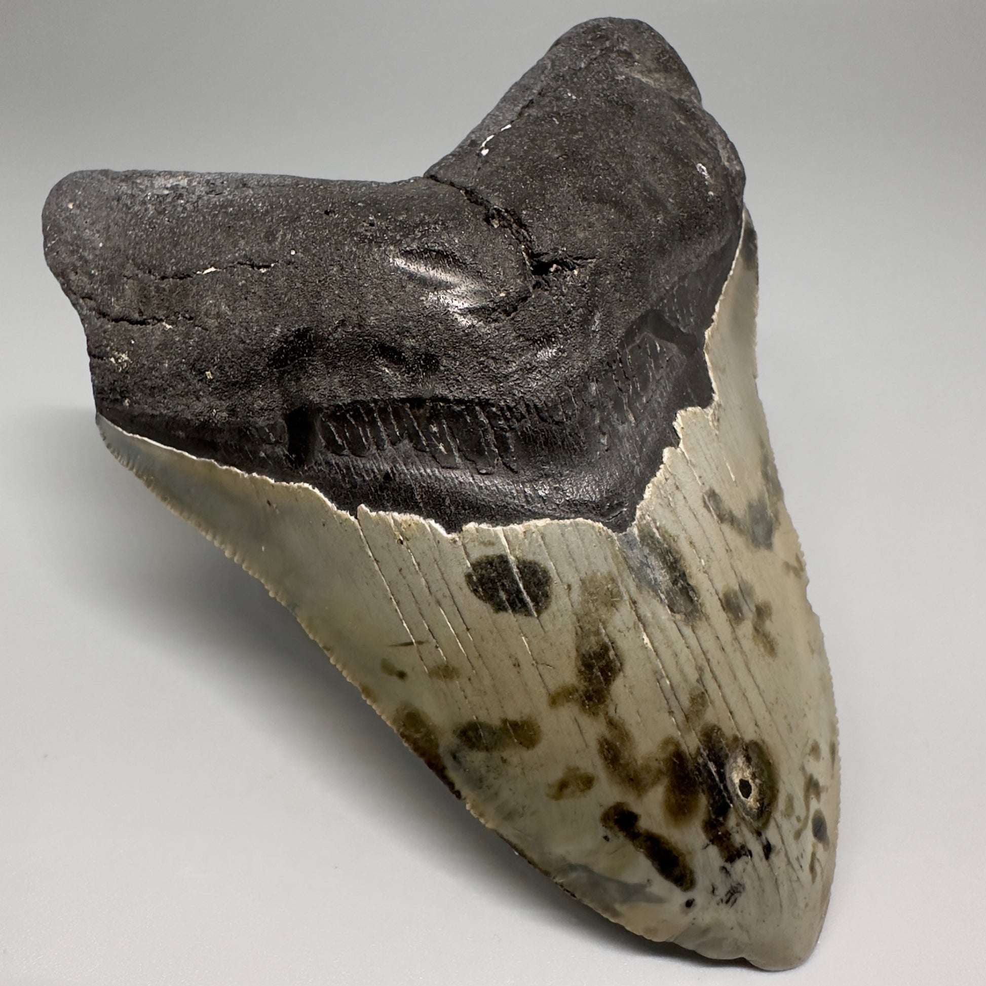 Colorful, decently serrated 4.74" Fossil Megalodon Tooth - North Carolina CM5201 - Front Left