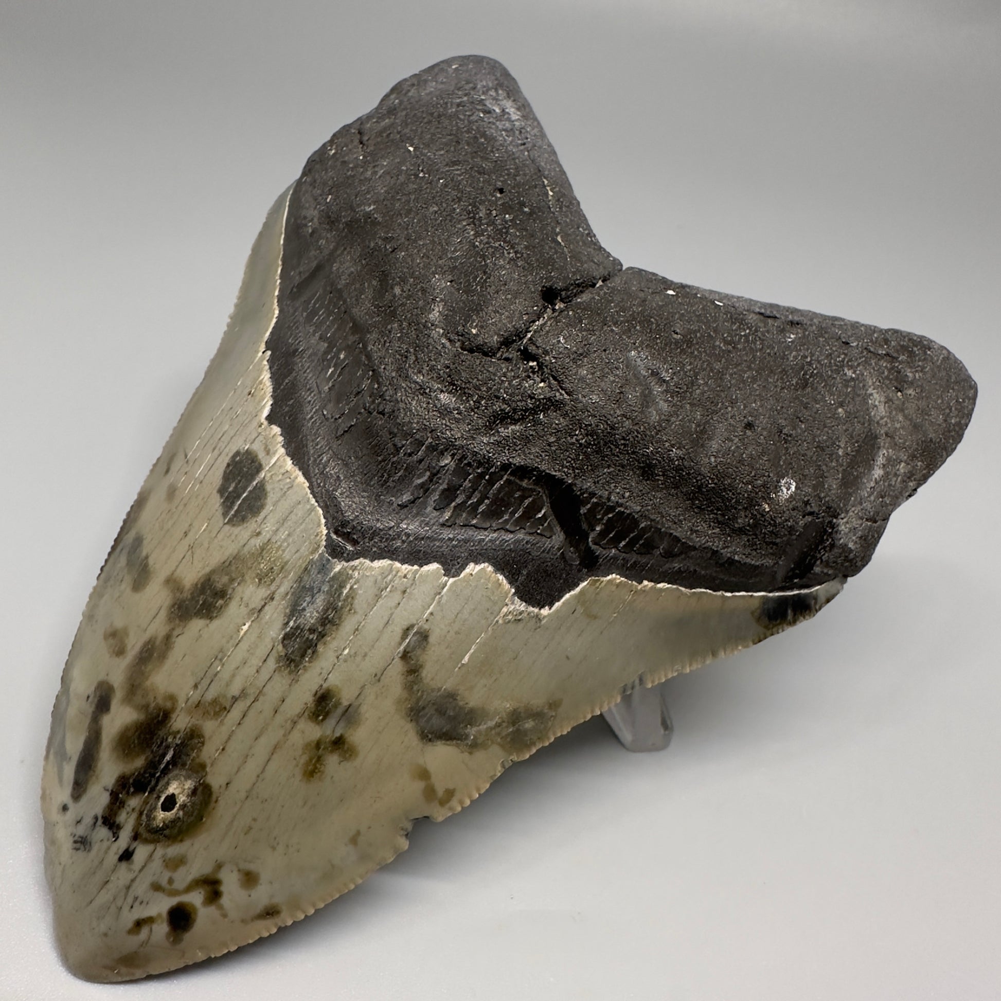 Colorful, decently serrated 4.74" Fossil Megalodon Tooth - North Carolina CM5201 - Front Right