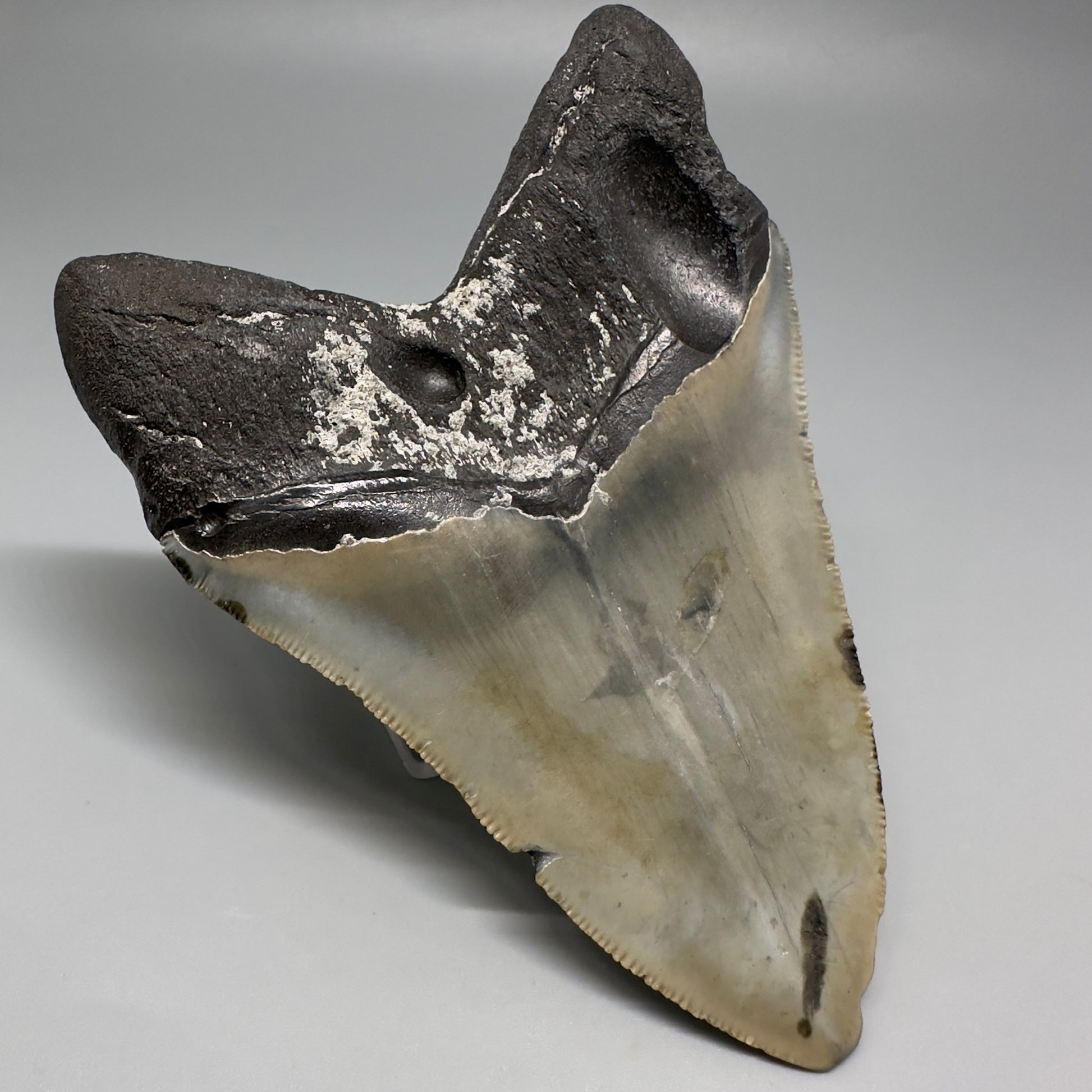 Colorful, decently serrated 4.74" Fossil Megalodon Tooth - North Carolina CM5201 - Back Left
