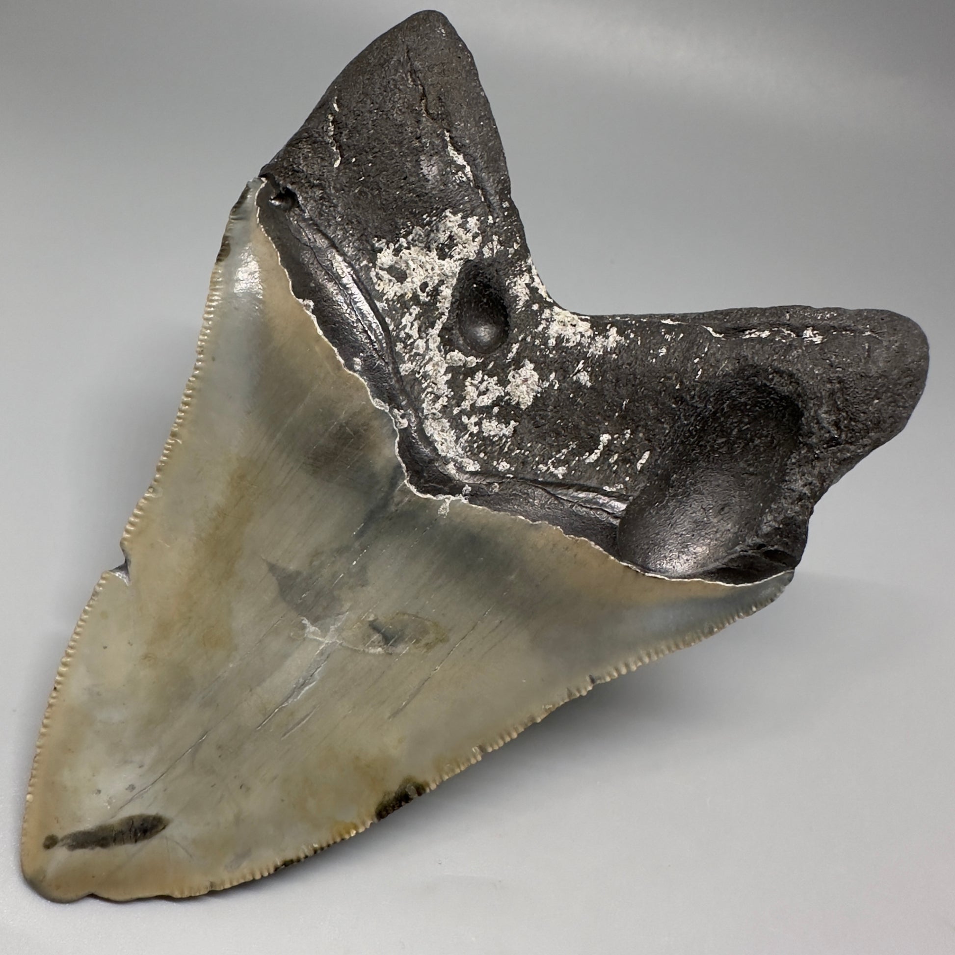Colorful, decently serrated 4.74" Fossil Megalodon Tooth - North Carolina CM5201 - Back Right