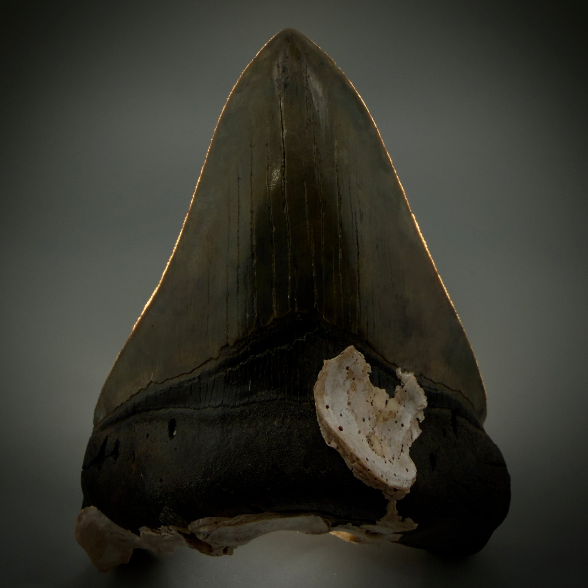 Front View Authentic 5.50" Collector Megalodon Tooth from South Carolina – Collector's Quality CM5484 - 1