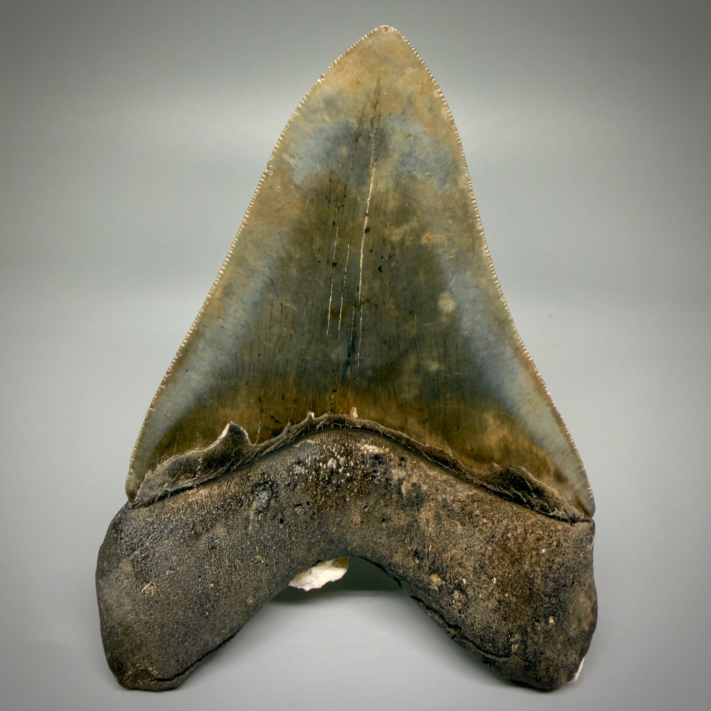 Back View Authentic 5.50" Collector Megalodon Tooth from South Carolina – Collector's Quality CM5484
