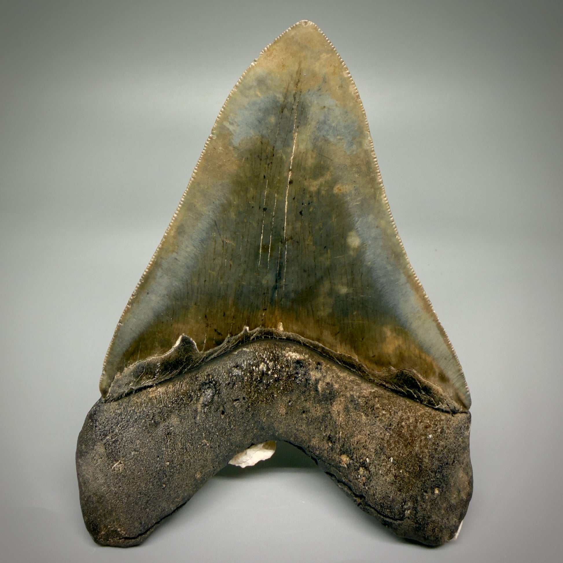 Back View Authentic 5.50" Collector Megalodon Tooth from South Carolina – Collector's Quality CM5484