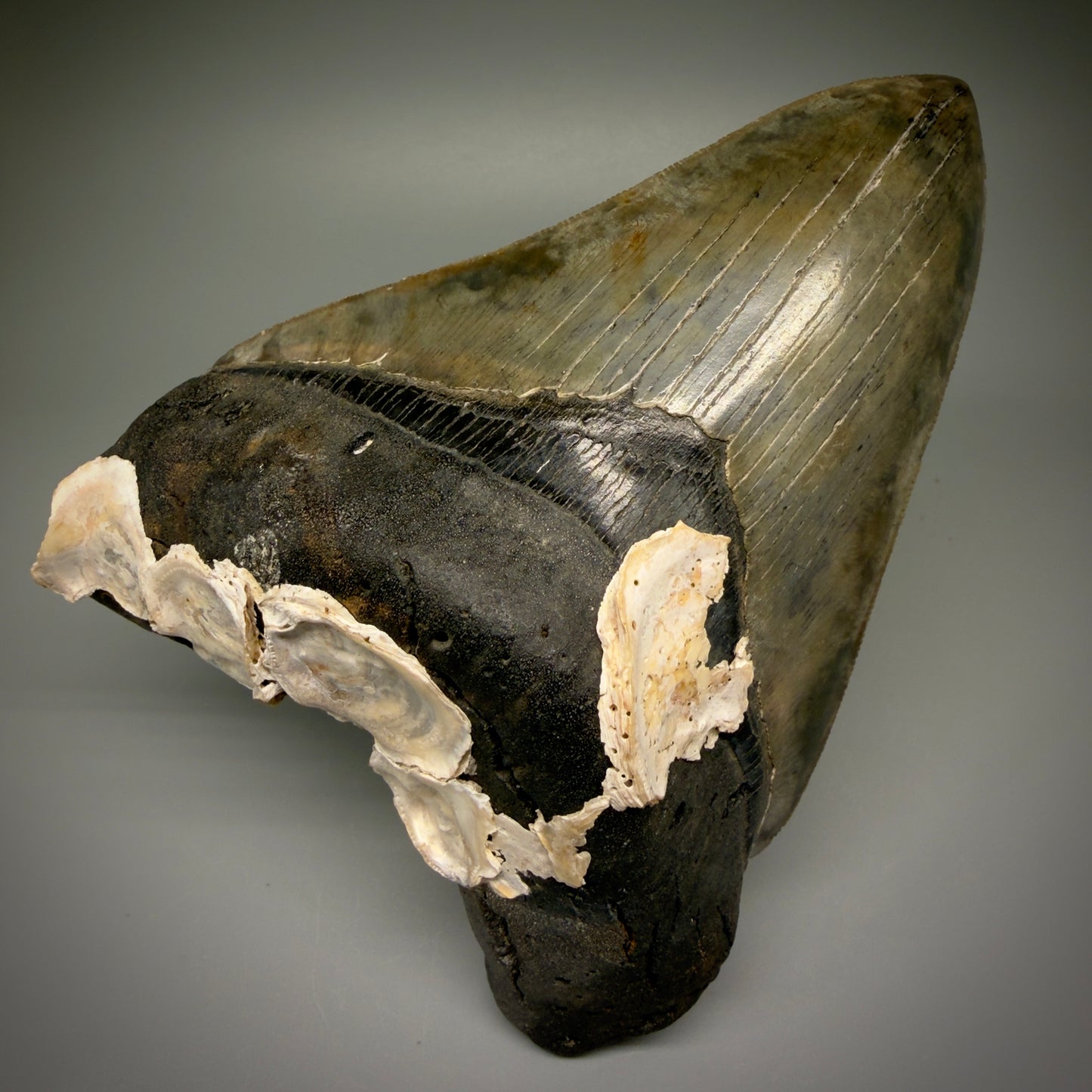 Front View Authentic 5.50" Collector Megalodon Tooth from South Carolina – Collector's Quality CM5484 - 3