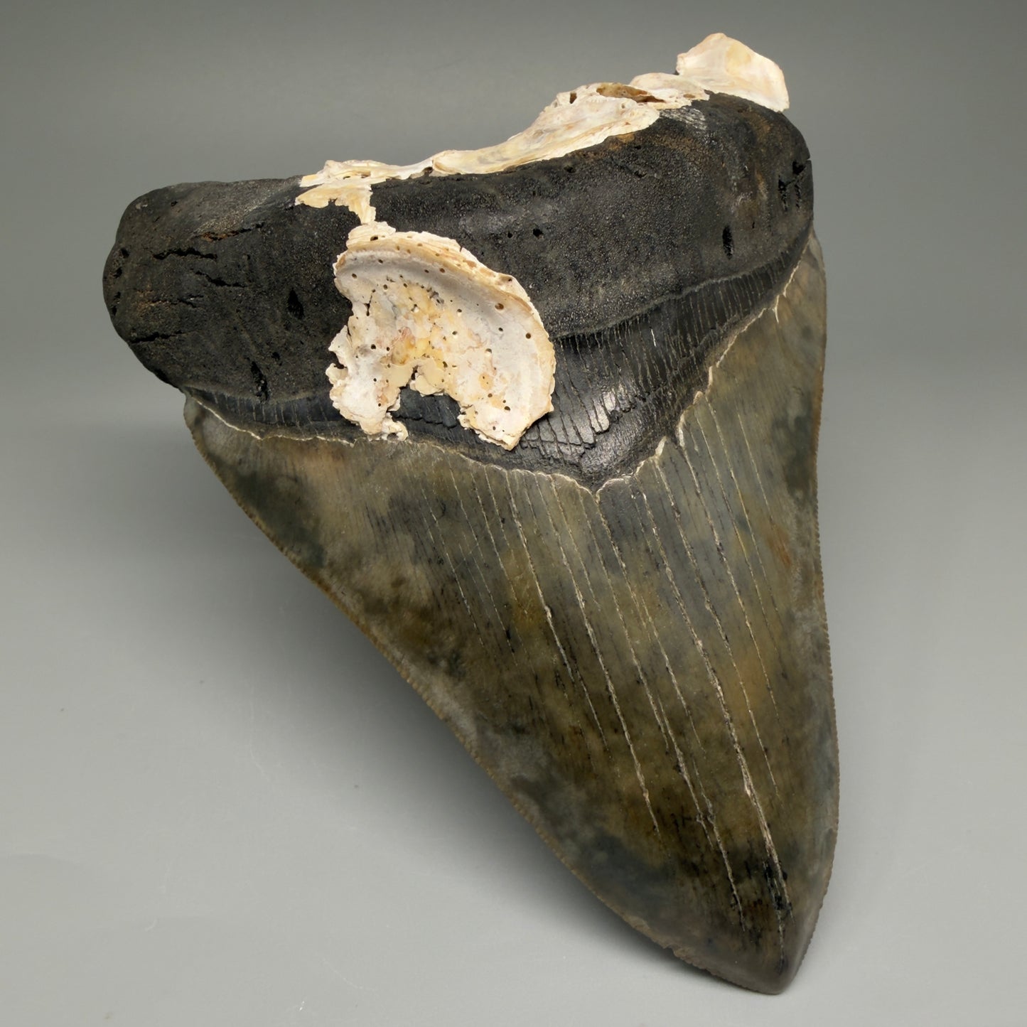 Front Left View Authentic 5.50" Collector Megalodon Tooth from South Carolina – Collector's Quality CM5484