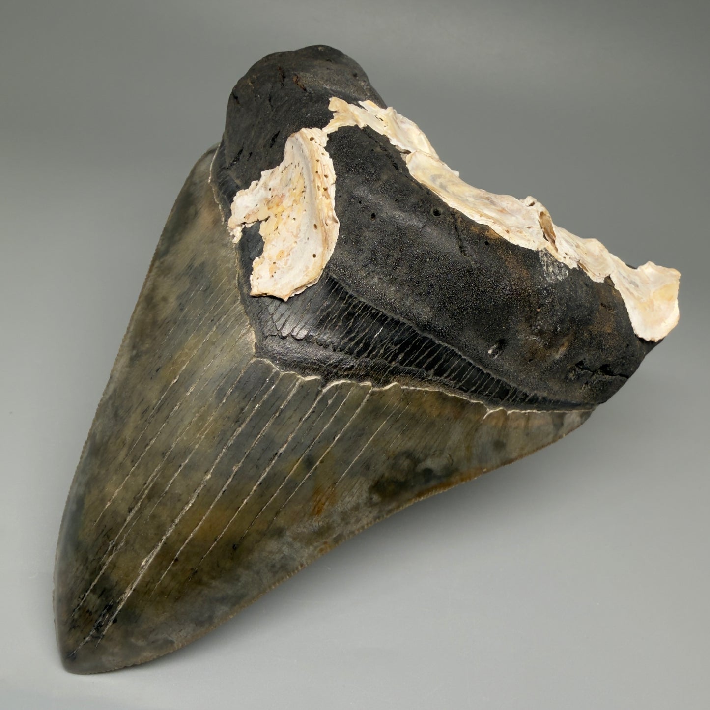 Front Right View Authentic 5.50" Collector Megalodon Tooth from South Carolina – Collector's Quality CM5484