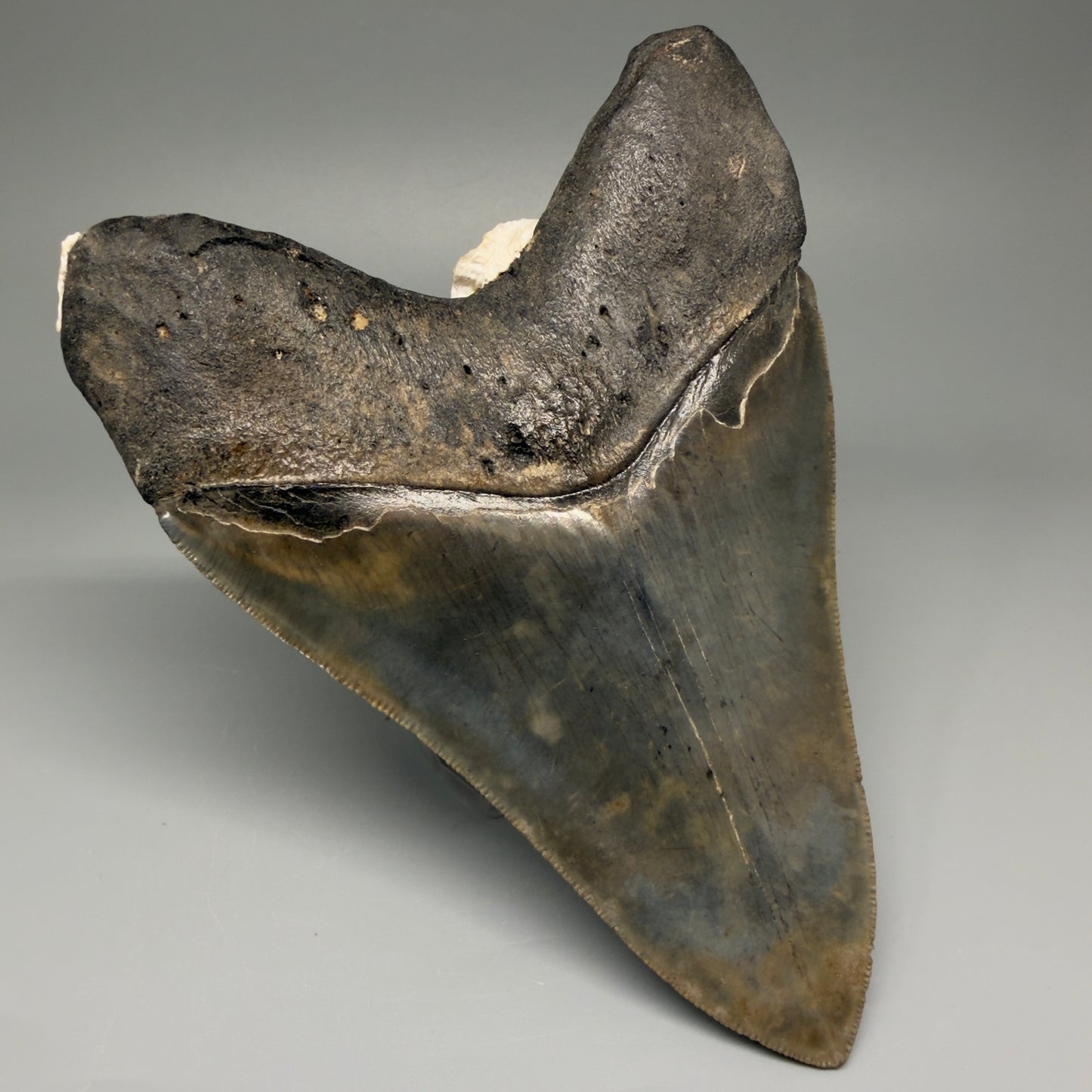 Back Left View Authentic 5.50" Collector Megalodon Tooth from South Carolina – Collector's Quality CM5484