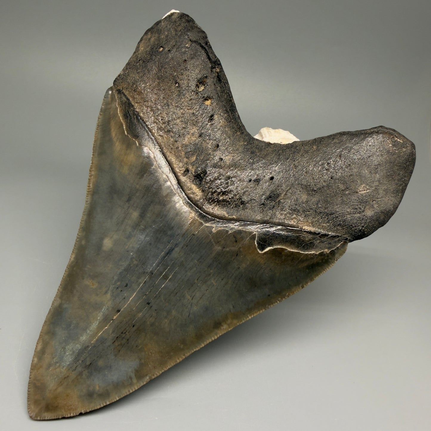 Back Right View Authentic 5.50" Collector Megalodon Tooth from South Carolina – Collector's Quality CM5484
