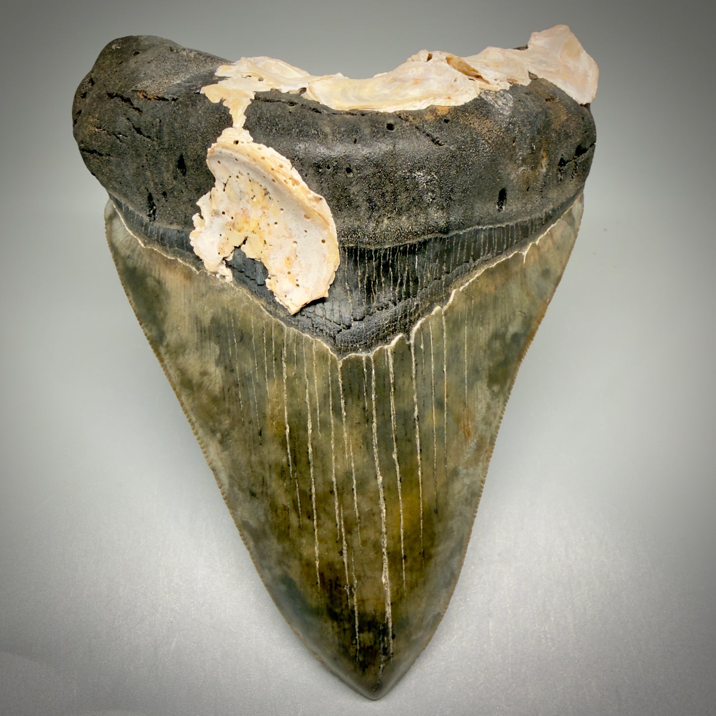 Front View Authentic 5.50" Collector Megalodon Tooth from South Carolina – Collector's Quality CM5484 - 5