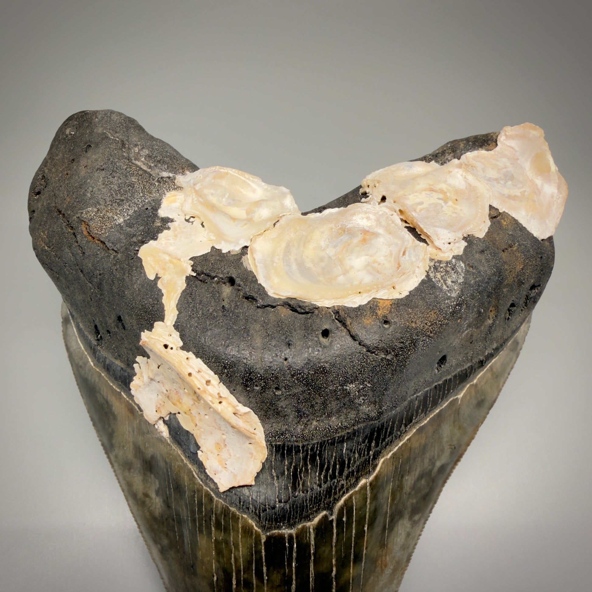 Oysters detail Authentic 5.50" Collector Megalodon Tooth from South Carolina – Collector's Quality CM5484