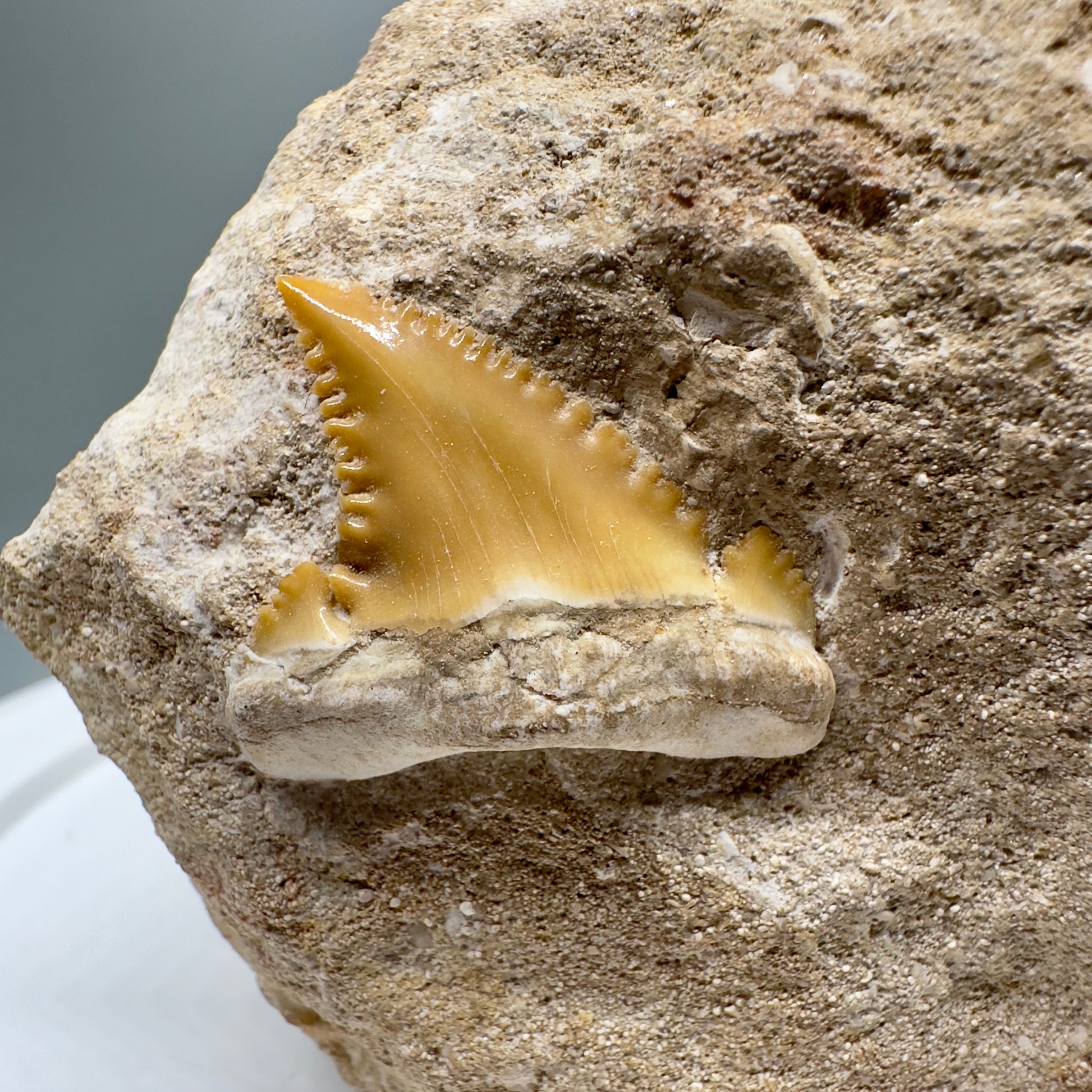 1.16" Long In Matrix - Palaeocarcharodon orientalis - Extinct Pygmy White Shark - Morocco R546 - Front Close up