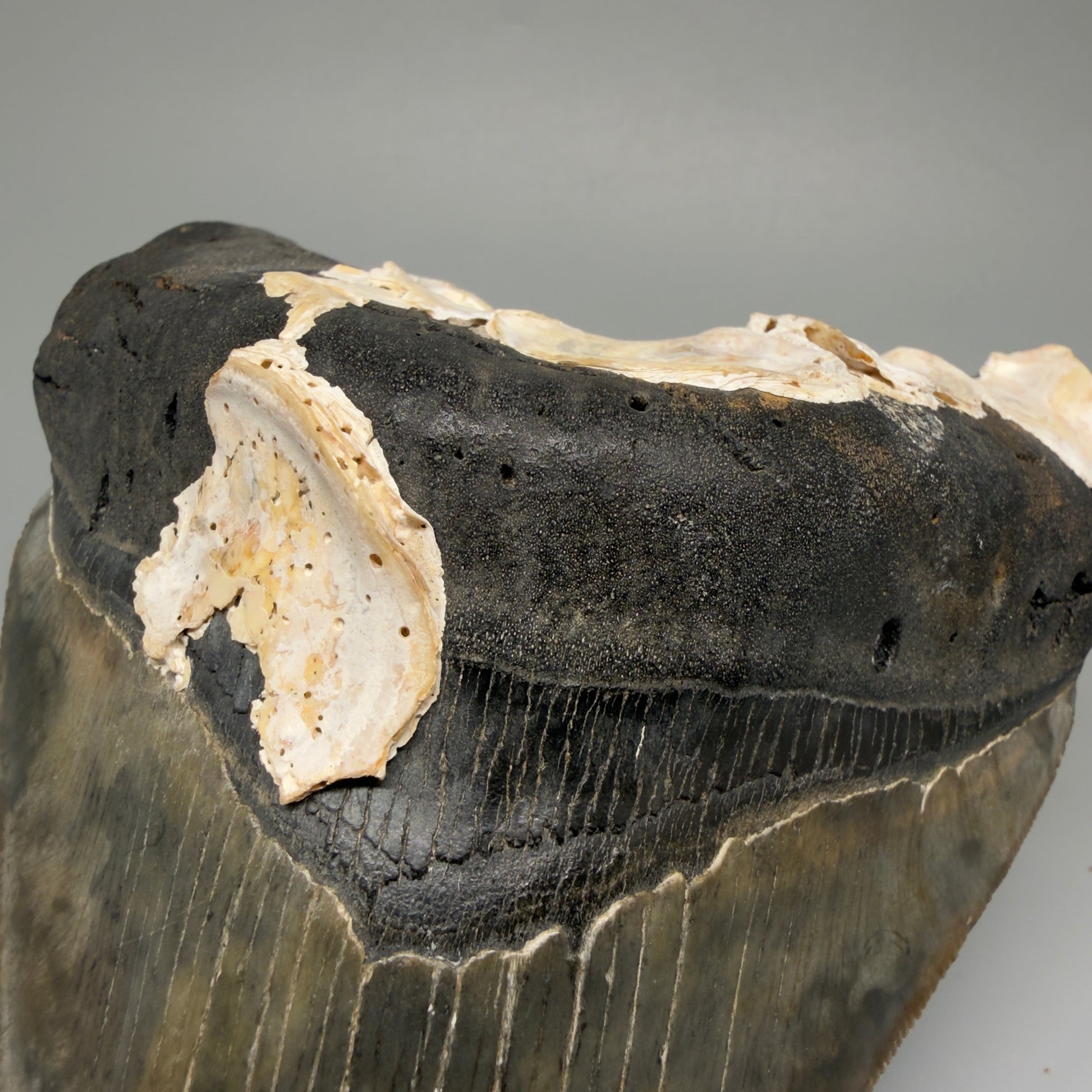 Bourlette Detail Authentic 5.50" Collector Megalodon Tooth from South Carolina – Collector's Quality CM5484