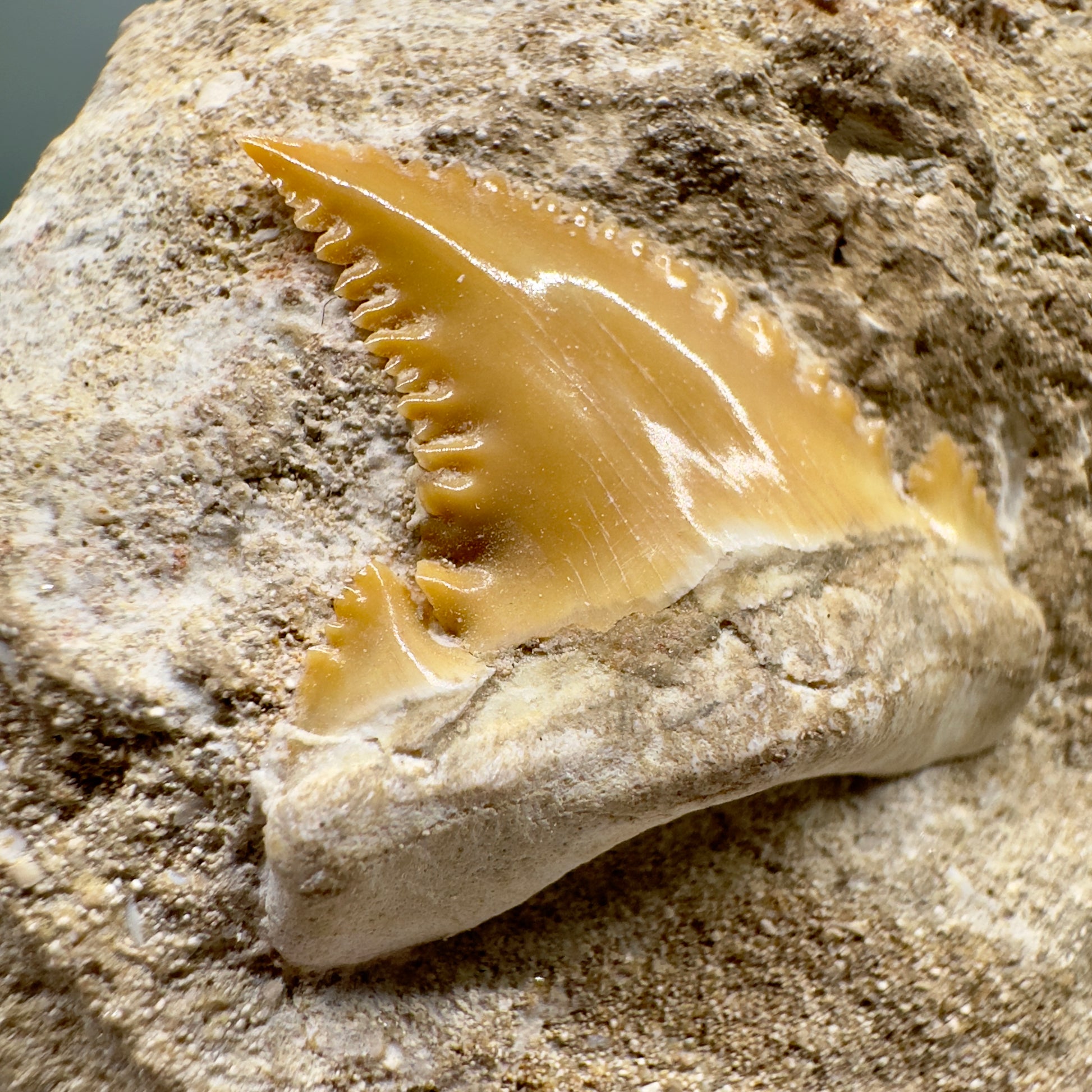 1.16" Long In Matrix - Palaeocarcharodon orientalis - Extinct Pygmy White Shark - Morocco R546 - details serrations