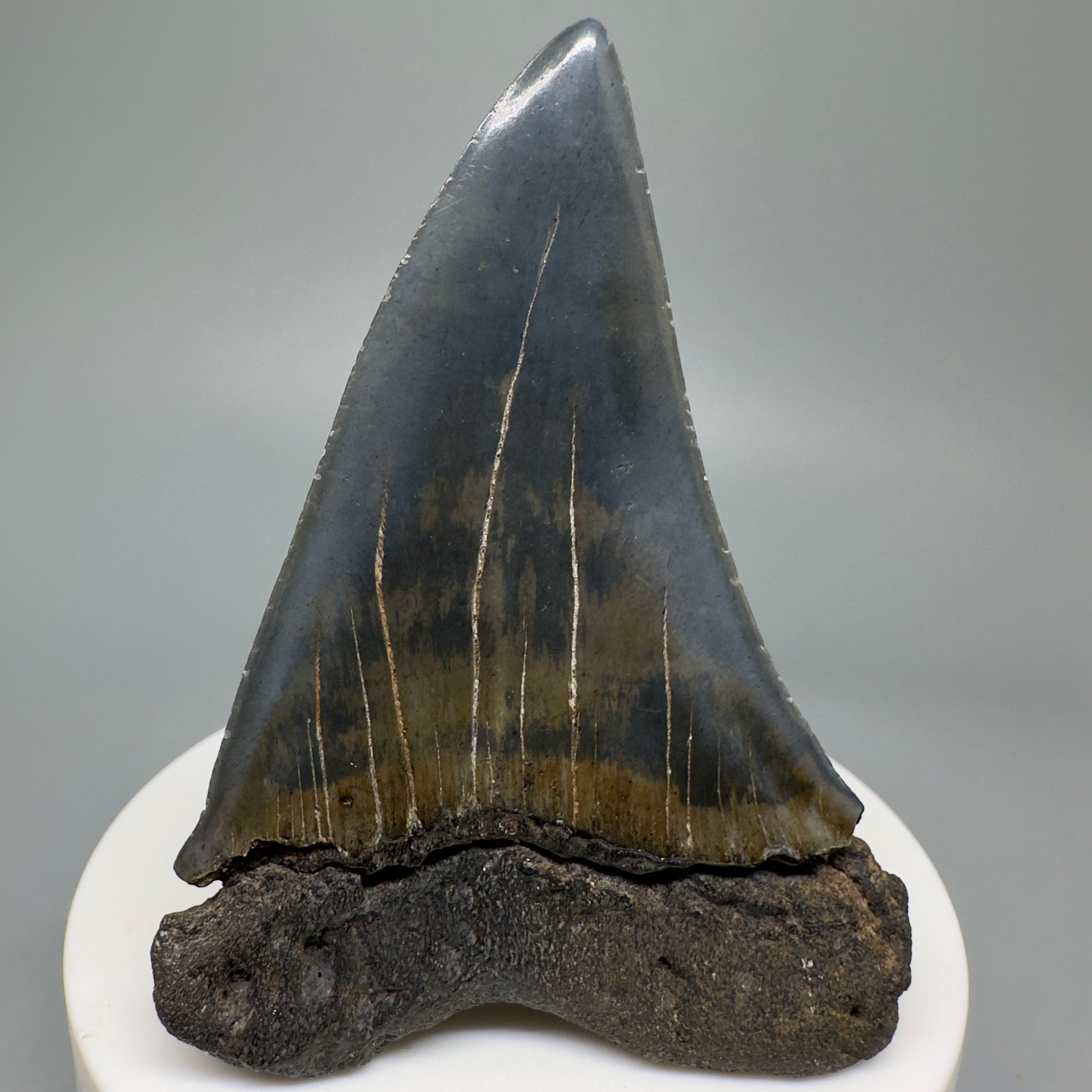 LARGE 2.77" Fossil Extinct Mako - Isurus hastalis Shark Tooth from Southeast USA M586 - Back