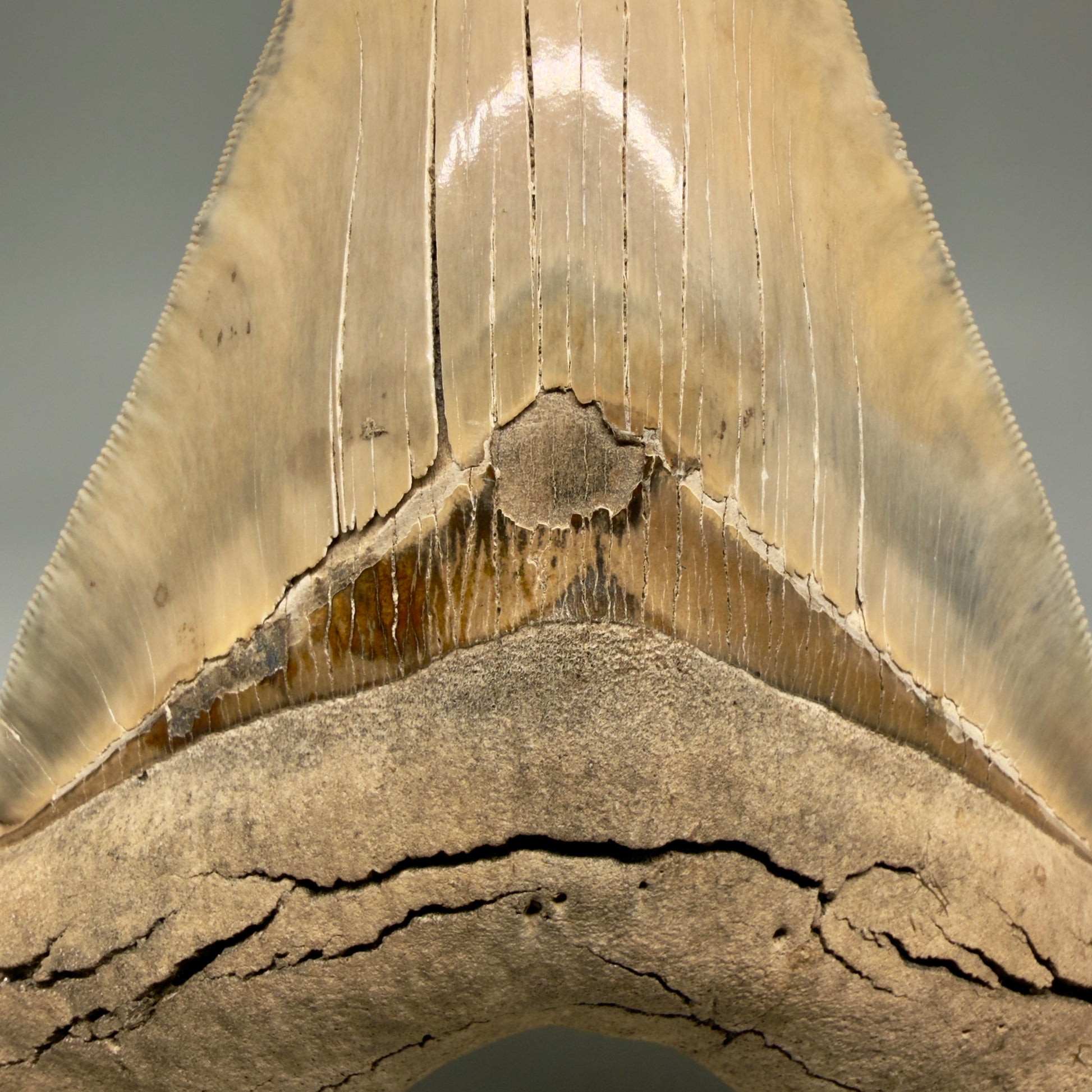 Bourlette Authentic 5.30" Collector Megalodon Tooth from South Carolina – Collector's Quality CM5485 