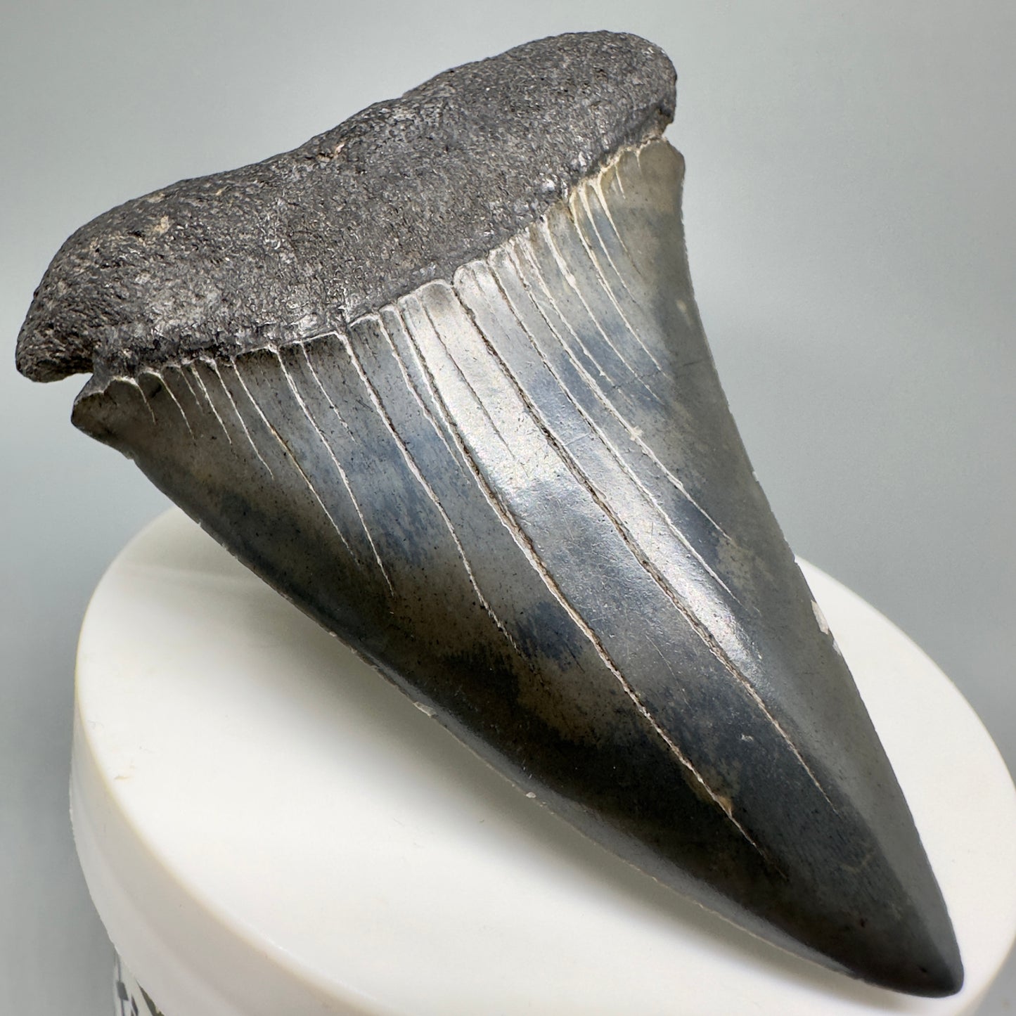 LARGE 2.77" Fossil Extinct Mako - Isurus hastalis Shark Tooth from Southeast USA M586 - Front Left