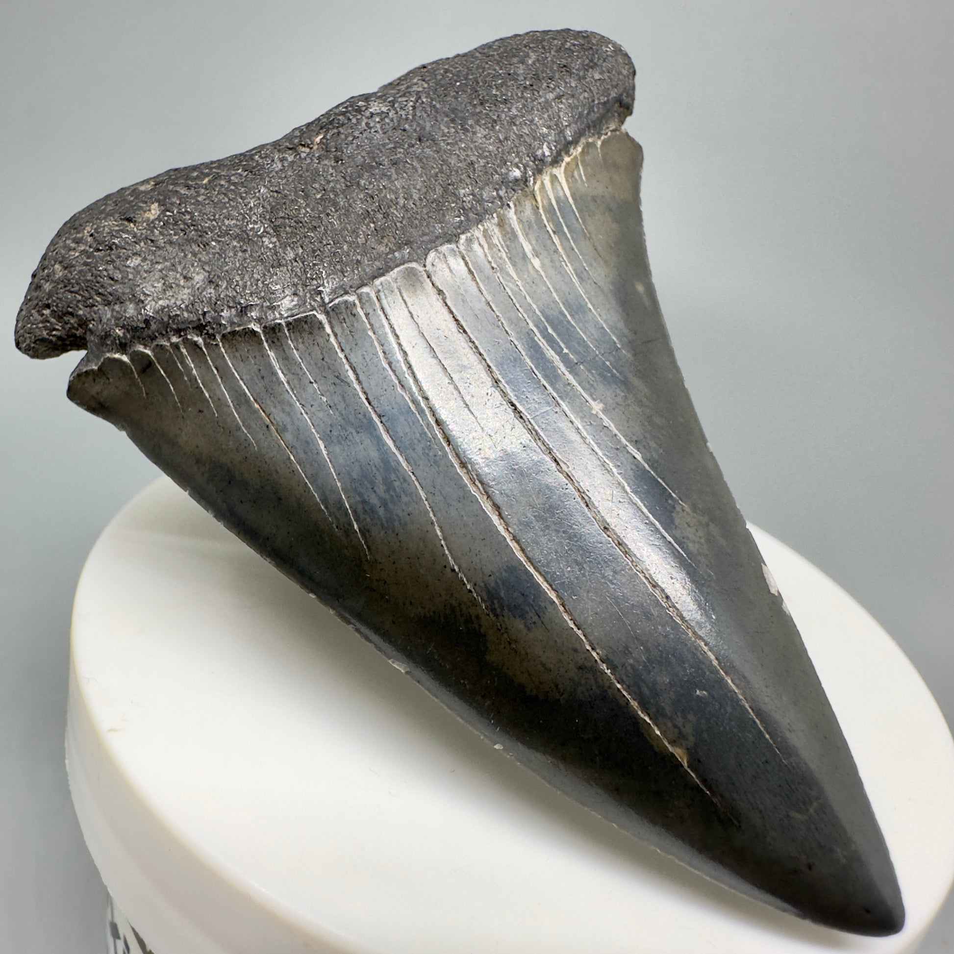LARGE 2.77" Fossil Extinct Mako - Isurus hastalis Shark Tooth from Southeast USA M586 - Front Left