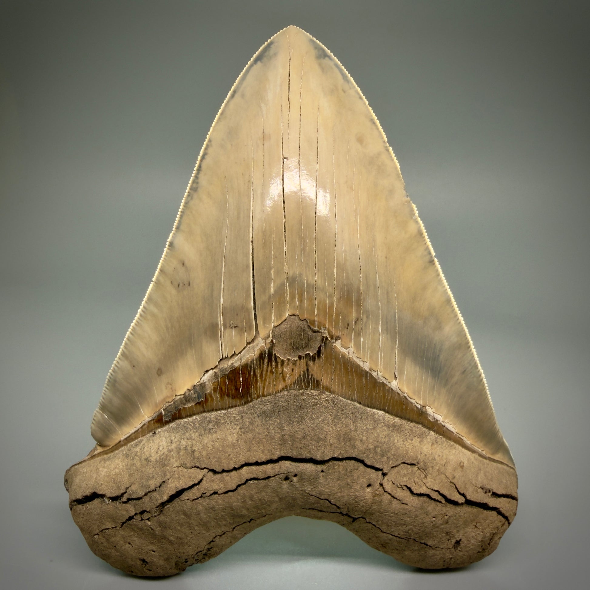 Front View Authentic 5.30" Collector Megalodon Tooth from South Carolina – Collector's Quality CM5485 - 2