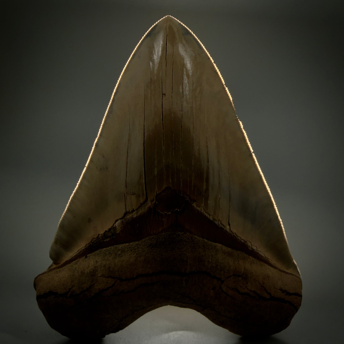 Front View Authentic 5.30" Collector Megalodon Tooth from South Carolina – Collector's Quality CM5485 - 1