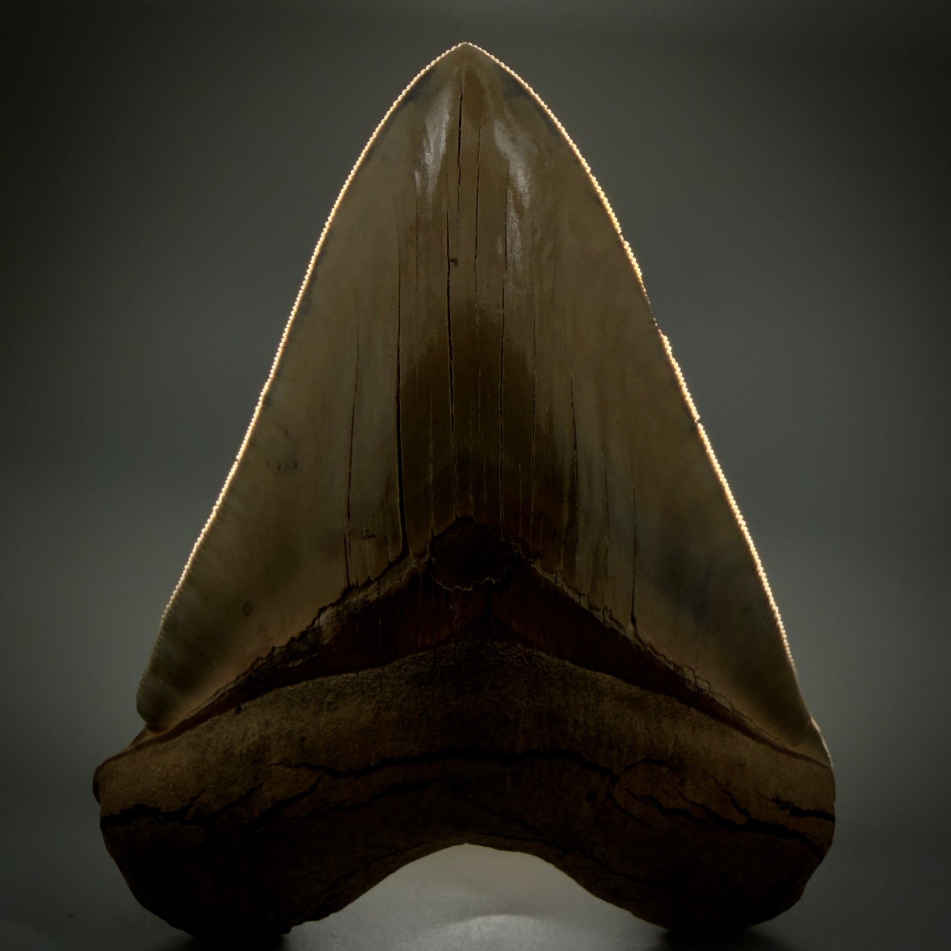 Front View Authentic 5.30" Collector Megalodon Tooth from South Carolina – Collector's Quality CM5485 - 1
